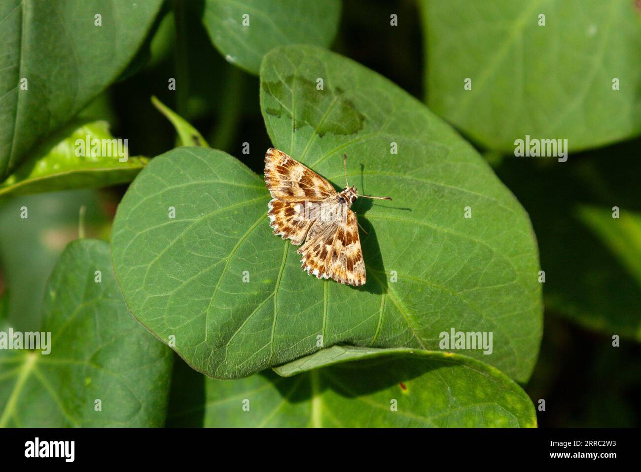 Brown spotted a butterfly on a green leaf. The butterfly of the species Carcharodus alceae or Mallow Skipper. Stock Photo