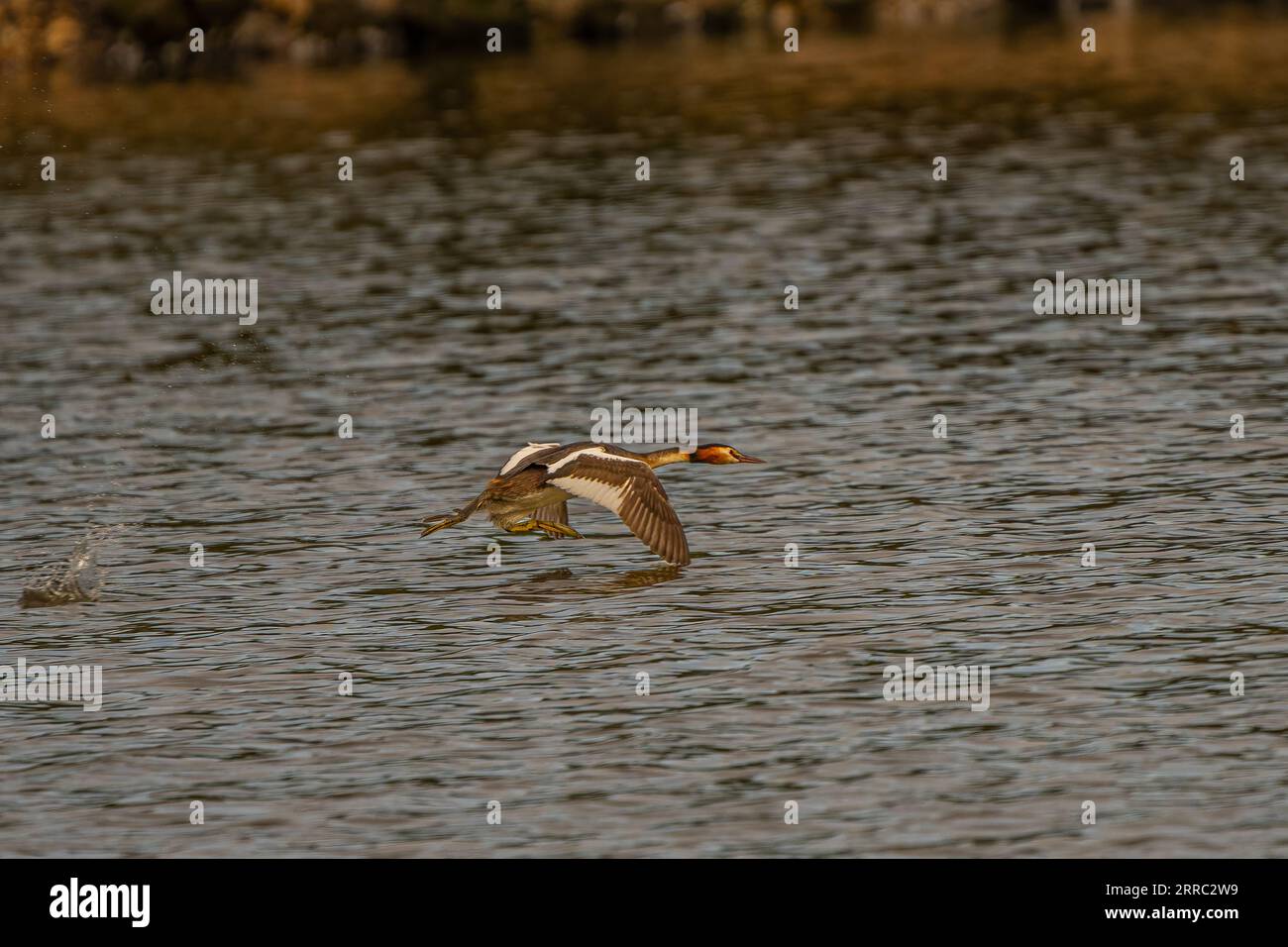 Great crested Grebe taking off from a lake in Richmond park lake pond Stock Photo