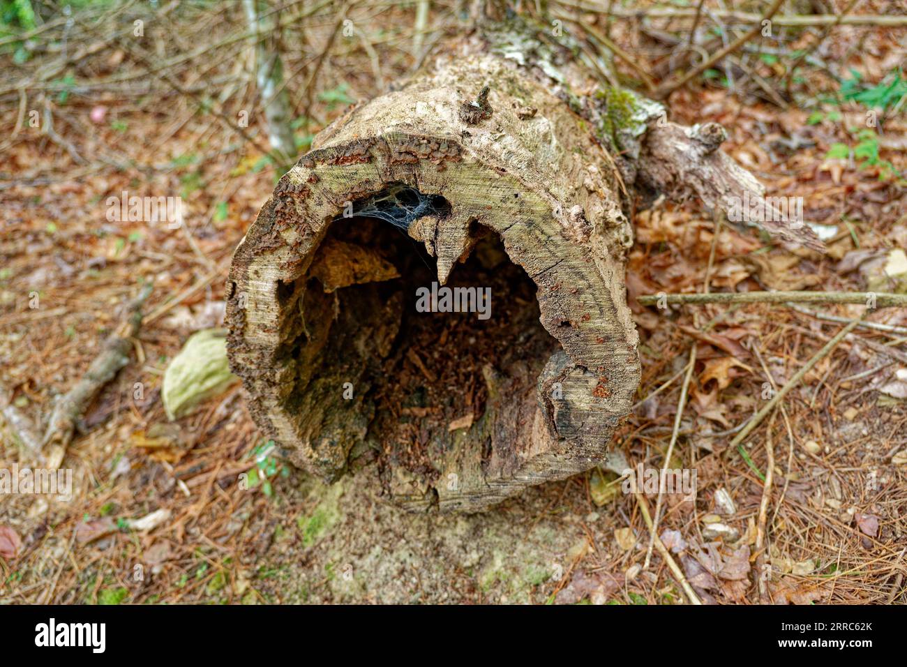 A hollow log laying on the forest floor covered with fungi surrounded by leaves and twigs rotting away on the ground in late summertime Stock Photo