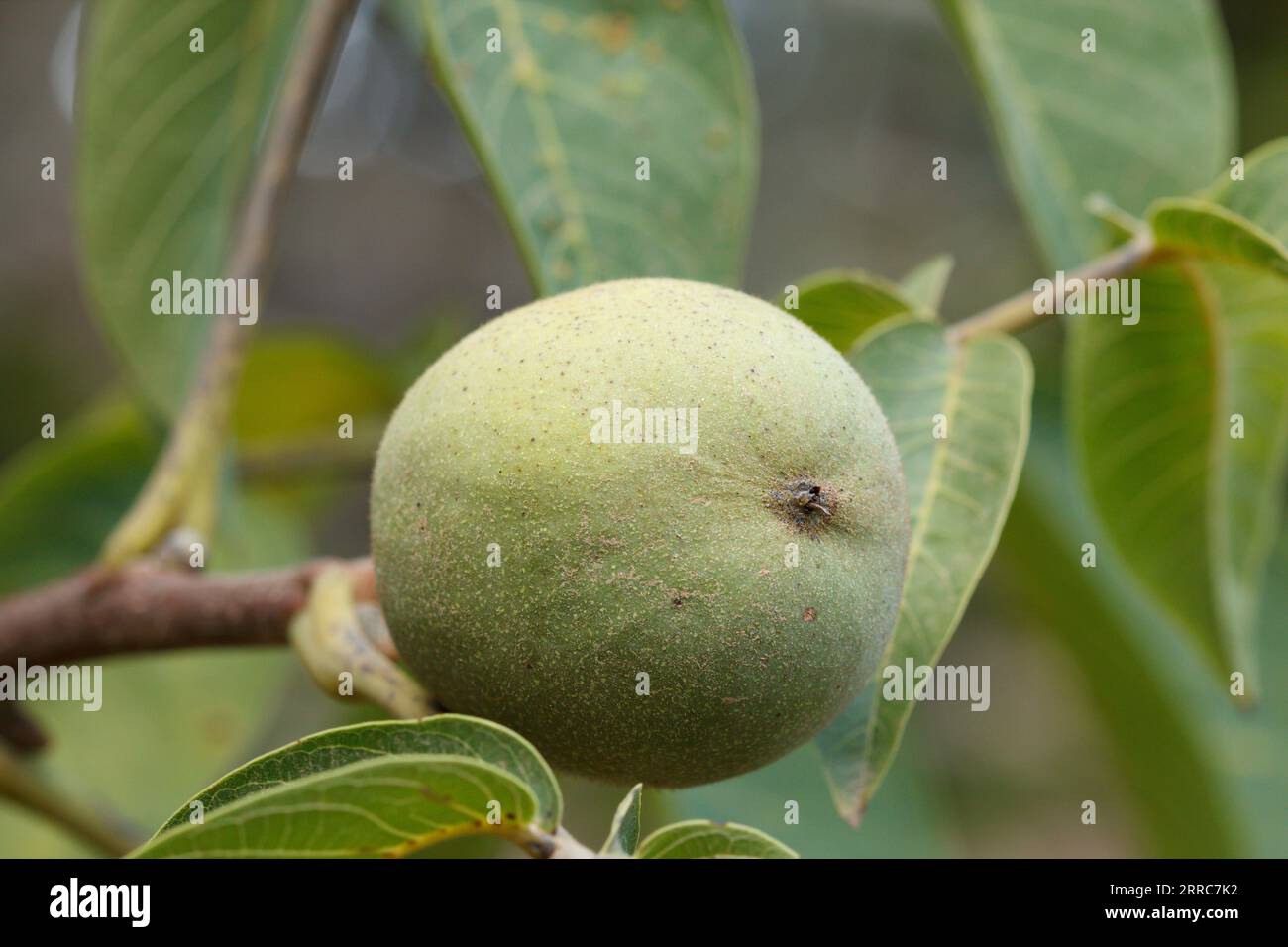 Juglans regia, walnut between leaves ripening in the walnut for later harvesting, Alcoi, Spain Stock Photo
