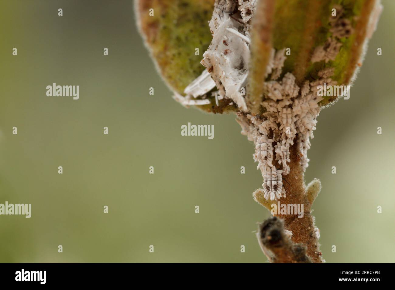Mealybugs feeding on cistus plant in the Fuente de Mariola recreational area, Bocairent, Spain Stock Photo