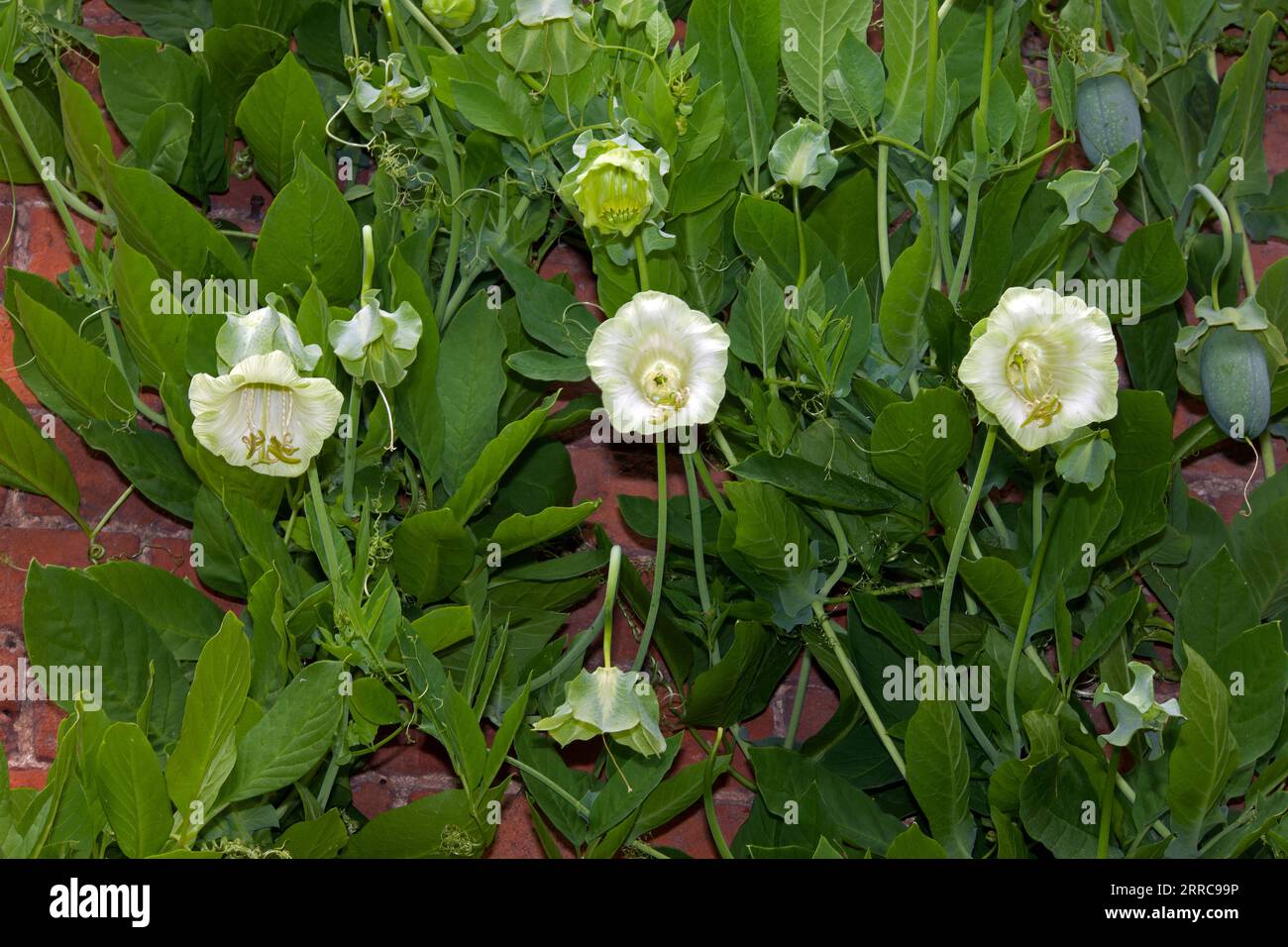 Cobaea scandens f.alba (cup-and-saucer vine) is native to tropical central and South America. It is now widely cultivated for its ornamental flowers. Stock Photo