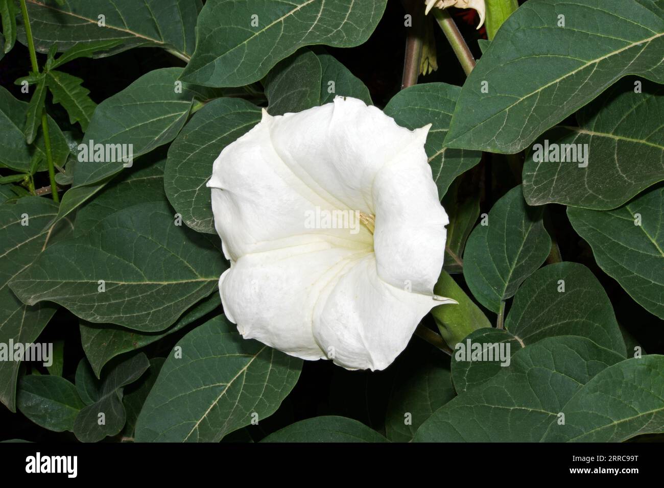 Datura innoxia (pricklyburr) is native to the Southwestern United States, Central and South America. All parts of the plant are toxic. Stock Photo