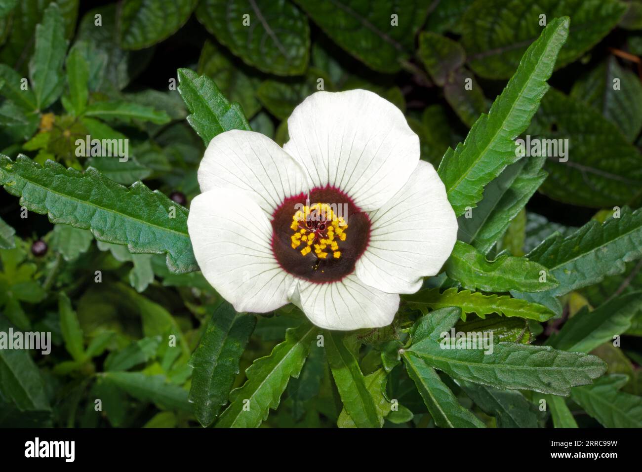 Hibiscus trionum (flower-of-an-hour) is native to the Old World tropics and subtropics. It is now commonly cultivated as a garden plant. Stock Photo