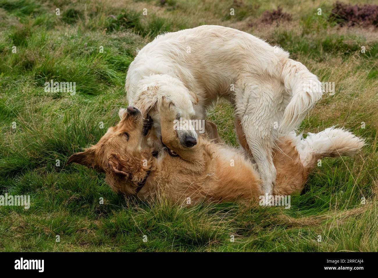Golden retrievers (one pale and one golden) playing together on grass. Stock Photo