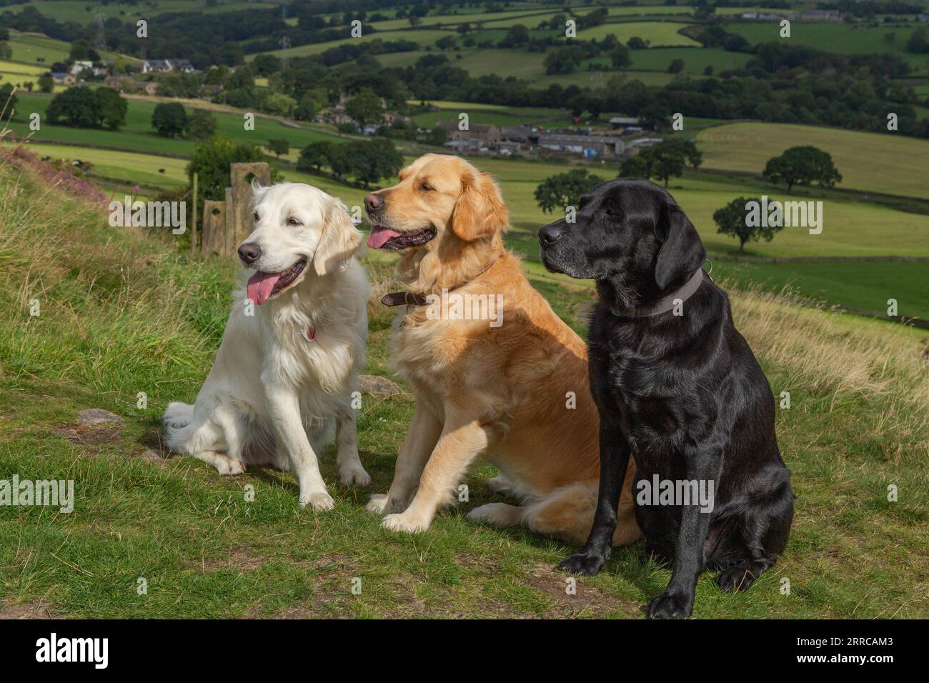 A black labrador retriever and two golden retrievers (gundogs) sitting in Yorkshire countryside. Stock Photo