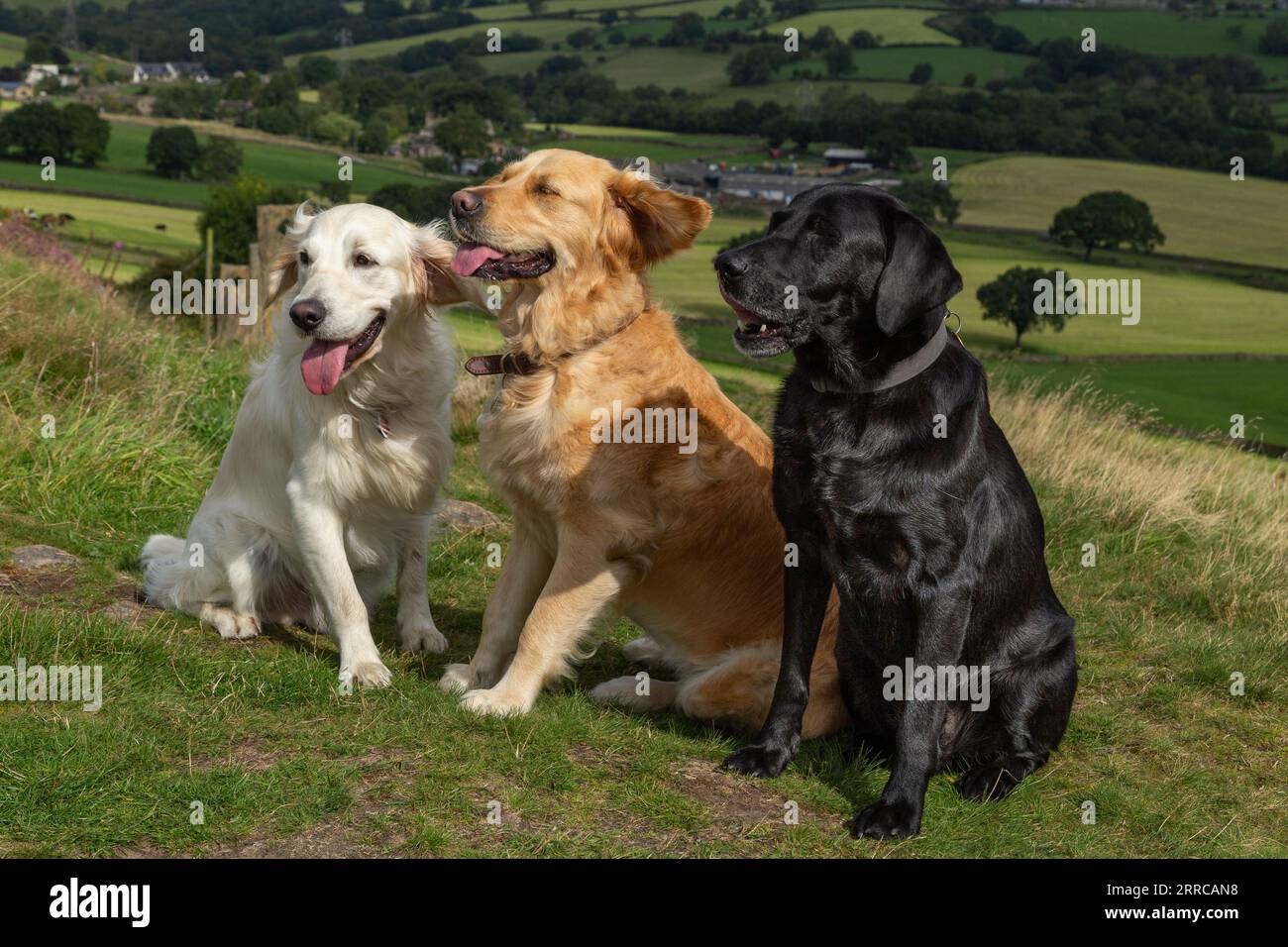 A black labrador retriever and two golden retrievers (gundogs) sitting in Yorkshire countryside. Stock Photo