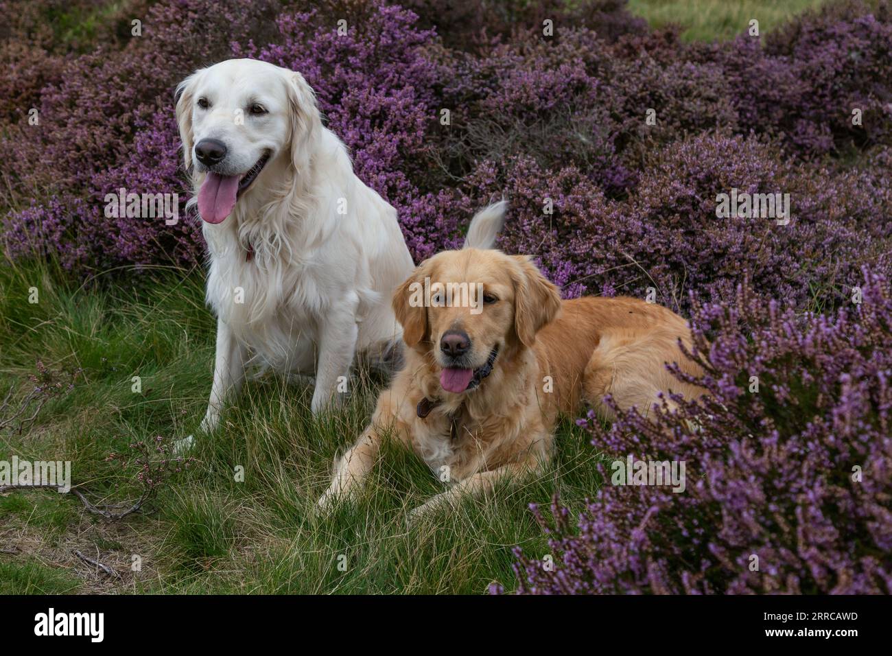 A pair of golden retrievers (one pale and one dark) in purple heather. One dog is sitting, the other is lying down. Stock Photo