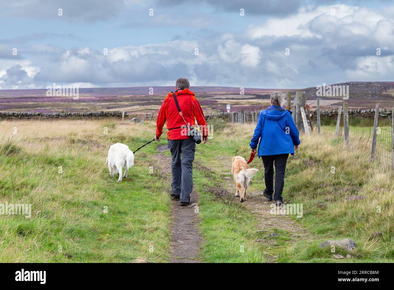 Two dog walkers (male and female) walking golden retrievers on Rombalds Moor in Yorkshire.The footpath leads from Dick Hudsons Public House to Ilkley. Stock Photo