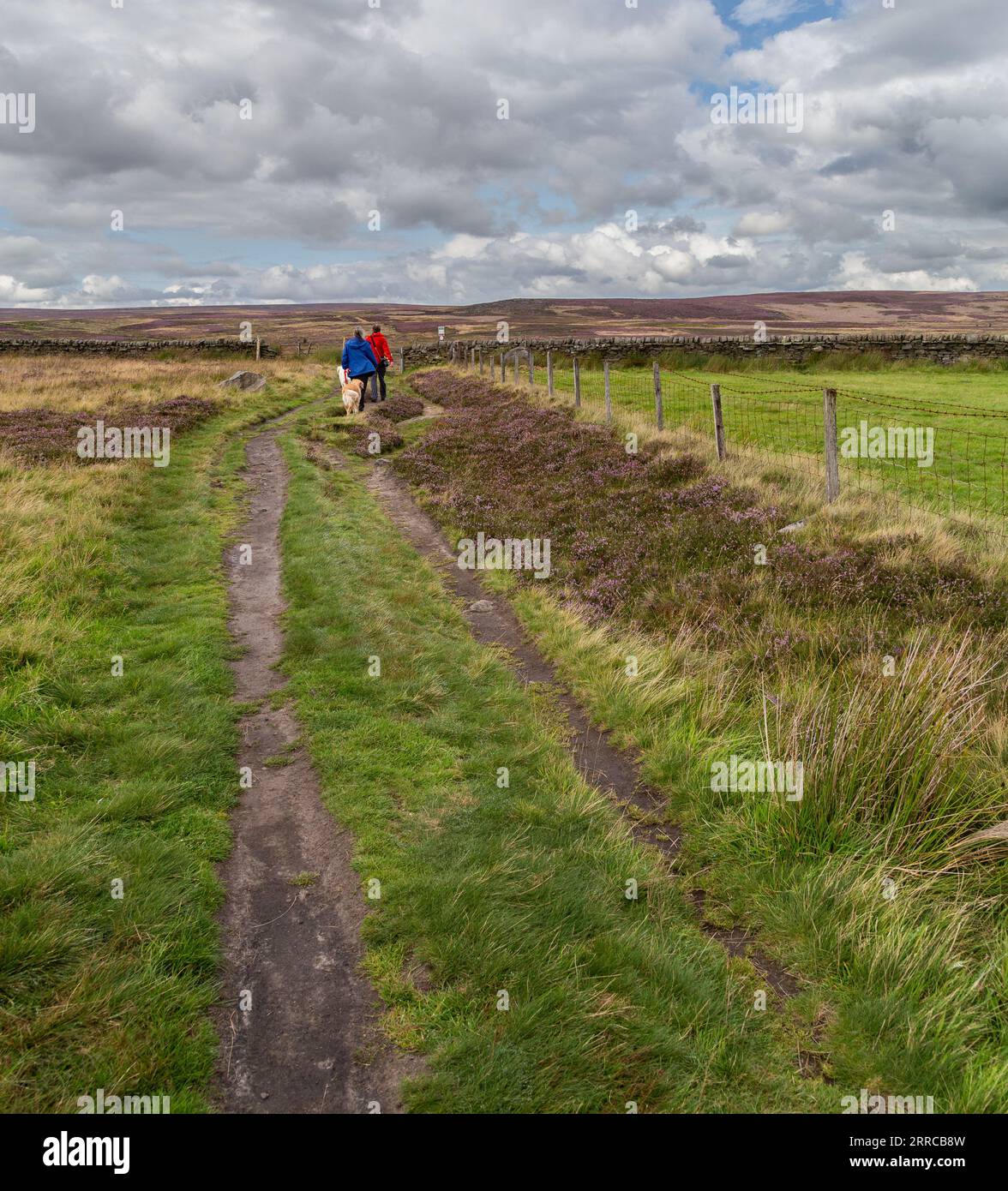 A couple walking their dogs in the distance on Rombald's Moor above Ilkley in West Yorkshire. The footpath leads from Dick Hudsons pub to Ilkley. Stock Photo