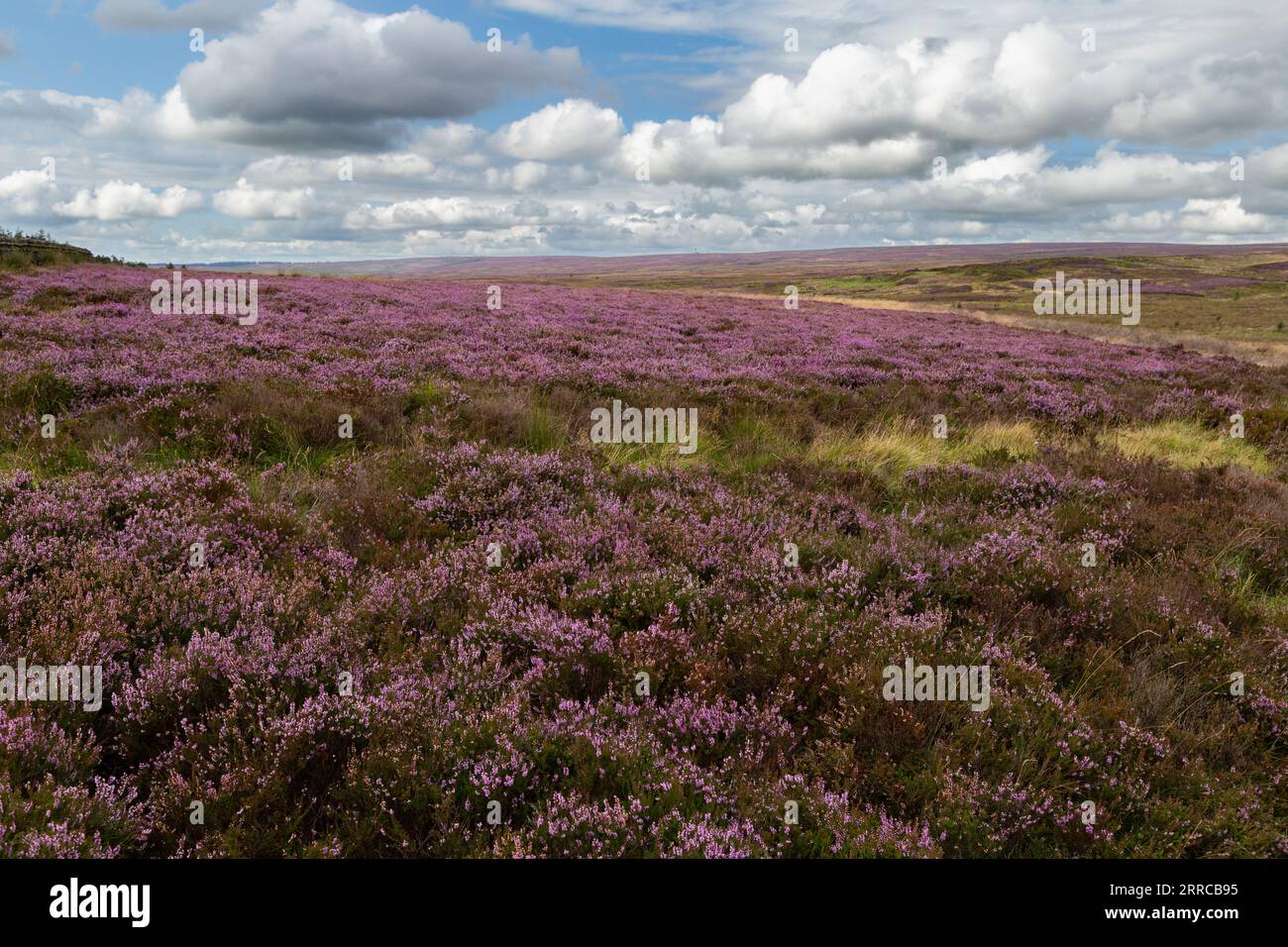 Heather (ling, Calluna vulgaris) moorland. Rombalds Moor (Ilkley Moor) in Yorkshire. Stock Photo