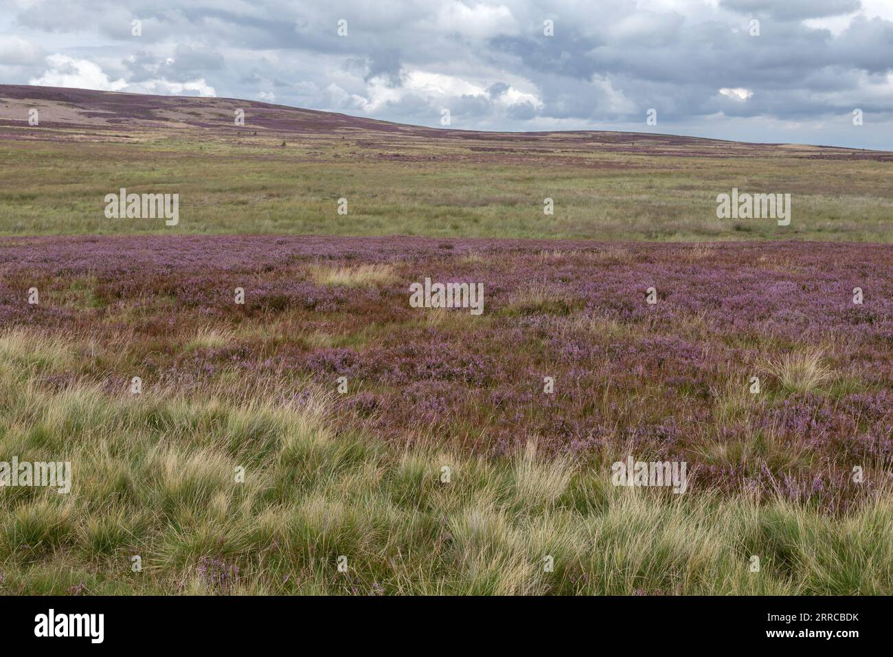 Heather (ling, Calluna vulgaris) moorland. Rombalds Moor (Ilkley Moor) in Yorkshire. Stock Photo