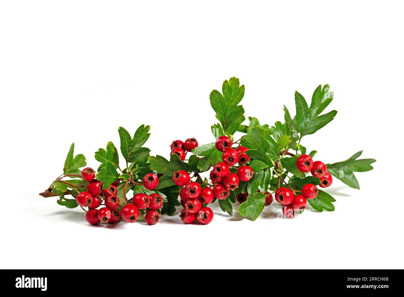 Fruits leaves hawthorn crataegus hi-res stock photography and images ...