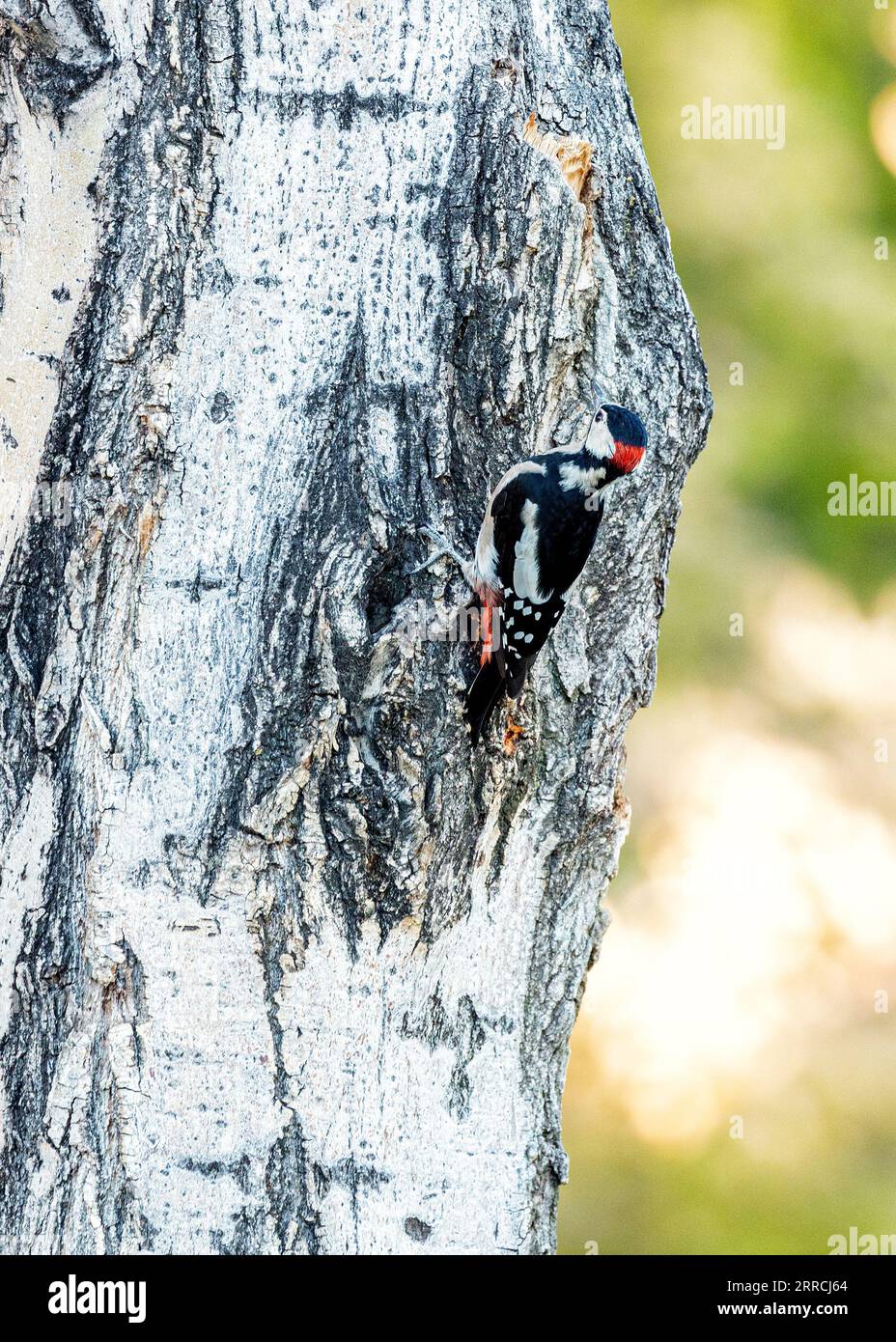 The Great Spotted Woodpecker (Dendrocopos major) is a striking European