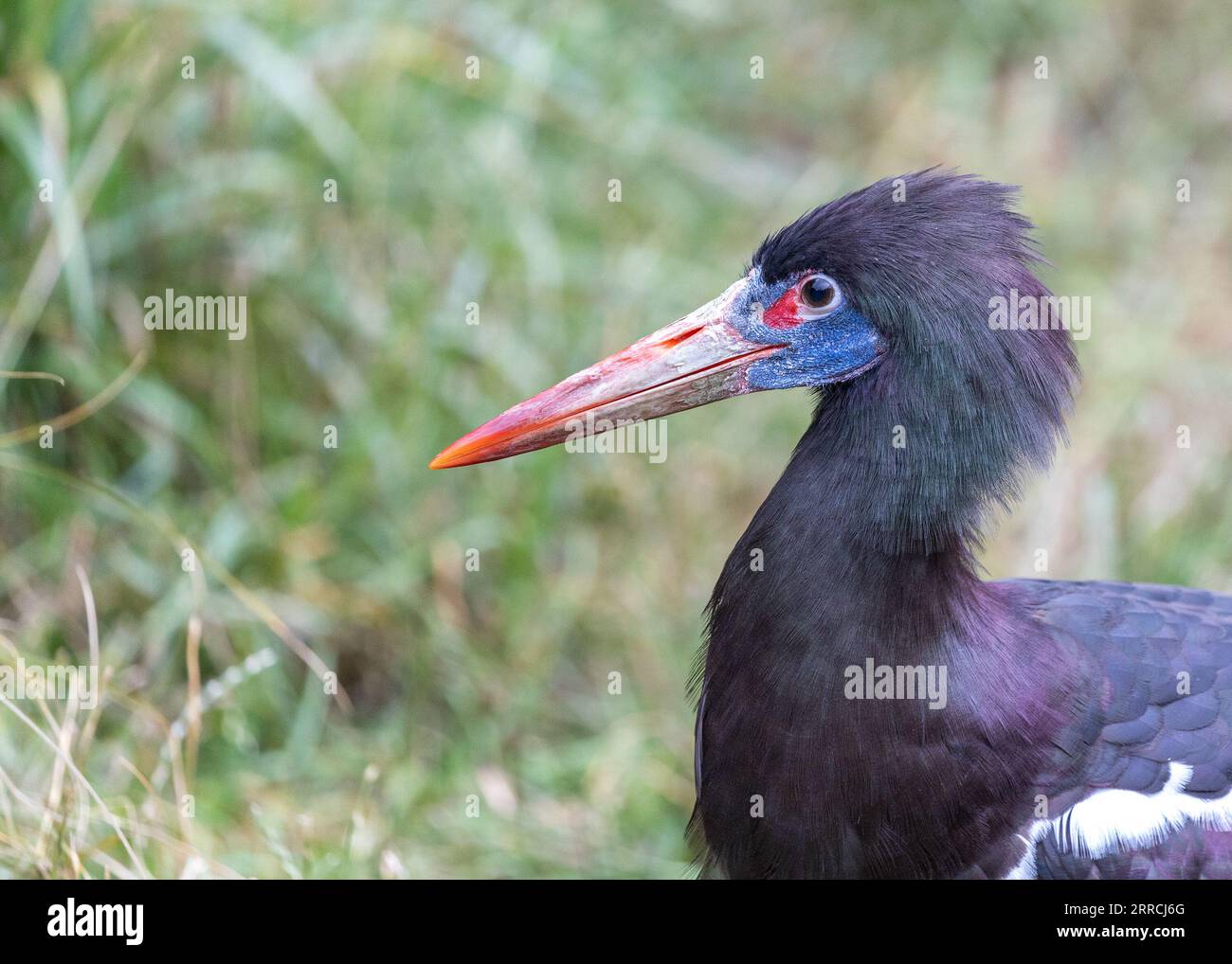 Abdim's Stork, Ciconia abdimii, a migratory bird found in the grasslands and savannas of Africa, with distinctive black and white plumage and fascinat Stock Photo