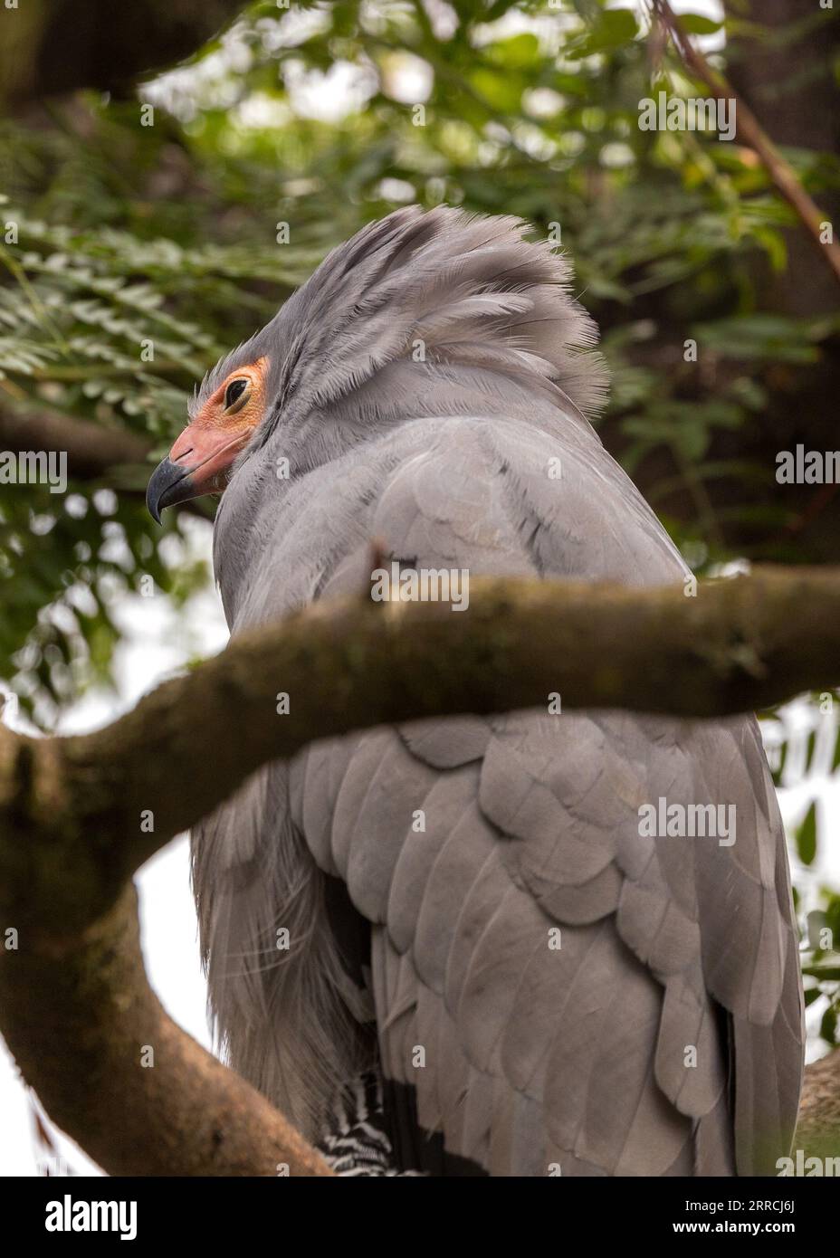The African Harrier Hawk, also known as Gymnogene, is a majestic raptor found in Sub-Saharan Africa. With its striking plumage, powerful beak, and agi Stock Photo