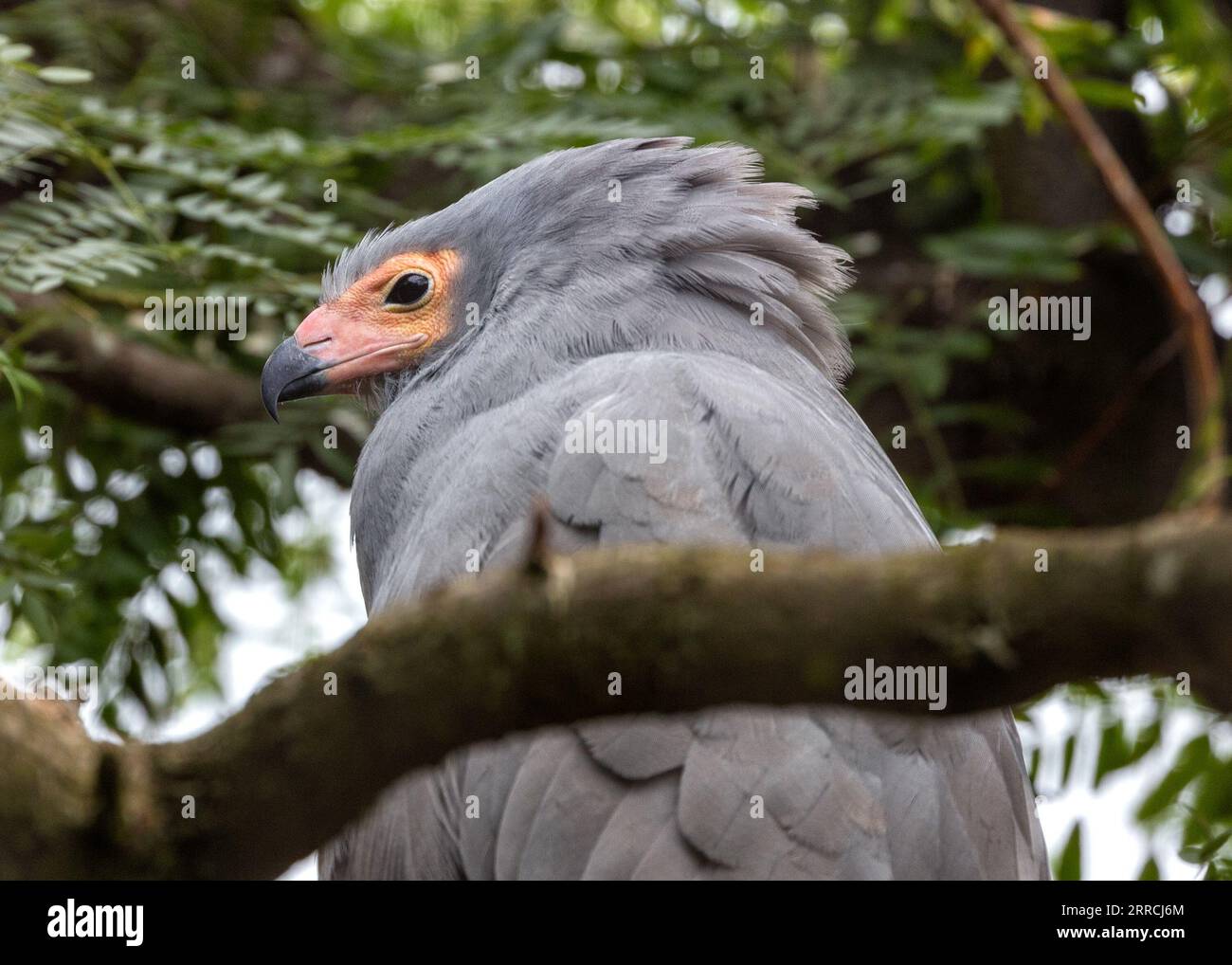 The African Harrier Hawk, also known as Gymnogene, is a majestic raptor found in Sub-Saharan Africa. With its striking plumage, powerful beak, and agi Stock Photo