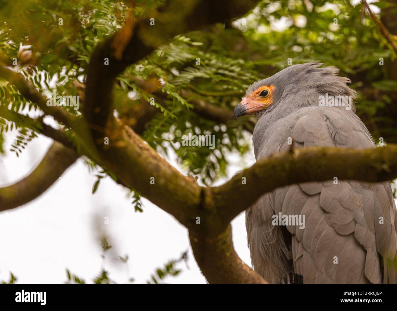 The African Harrier Hawk, also known as Gymnogene, is a majestic raptor found in Sub-Saharan Africa. With its striking plumage, powerful beak, and agi Stock Photo