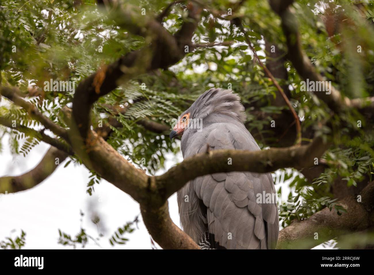 The African Harrier Hawk, also known as Gymnogene, is a majestic raptor found in Sub-Saharan Africa. With its striking plumage, powerful beak, and agi Stock Photo