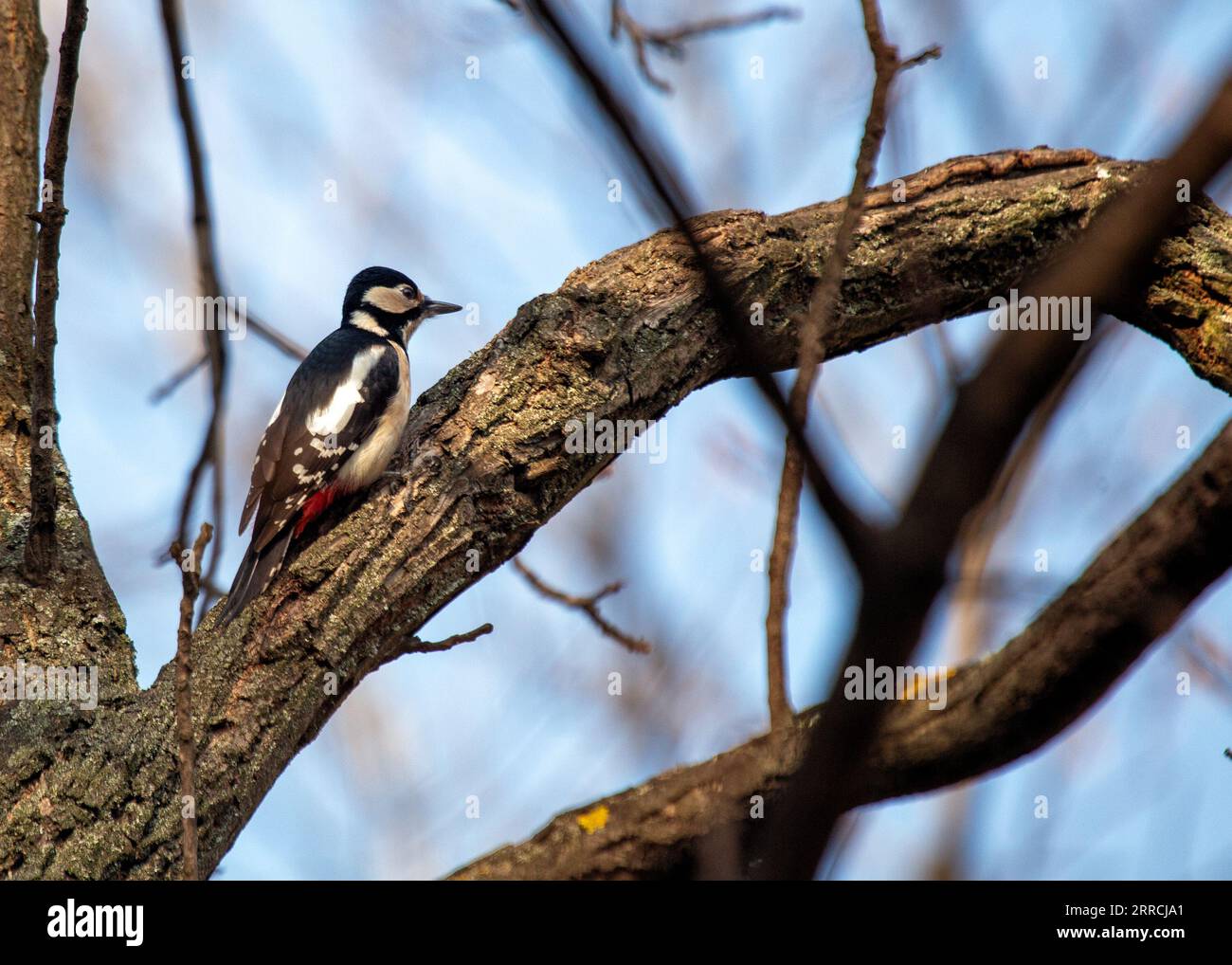 The Great Spotted Woodpecker (Dendrocopos major) is a striking European