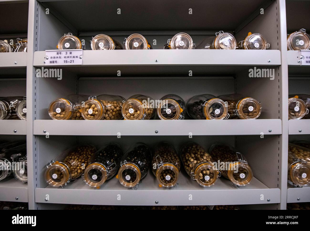 211108 -- KUNMING, Nov. 8, 2021 -- Photo taken on Oct. 20, 2021 shows seeds stored in a room chilled by refrigeration system at the Germplasm Bank of Wild Species in Kunming, southwest China s Yunnan Province. The Germplasm Bank of Wild Species, located in the northern suburb of Kunming, capital of China s Yunnan Province, is a Noah s Ark for tens of thousands of species, including rare Davidia involucrata, Taxus himalayana and Rhinopithecus bieti. The Germplasm Bank of Wild Species has preserved 85,046 accessions from 10,601 species of wild plants, accounting for 36 percent of the number of C Stock Photo