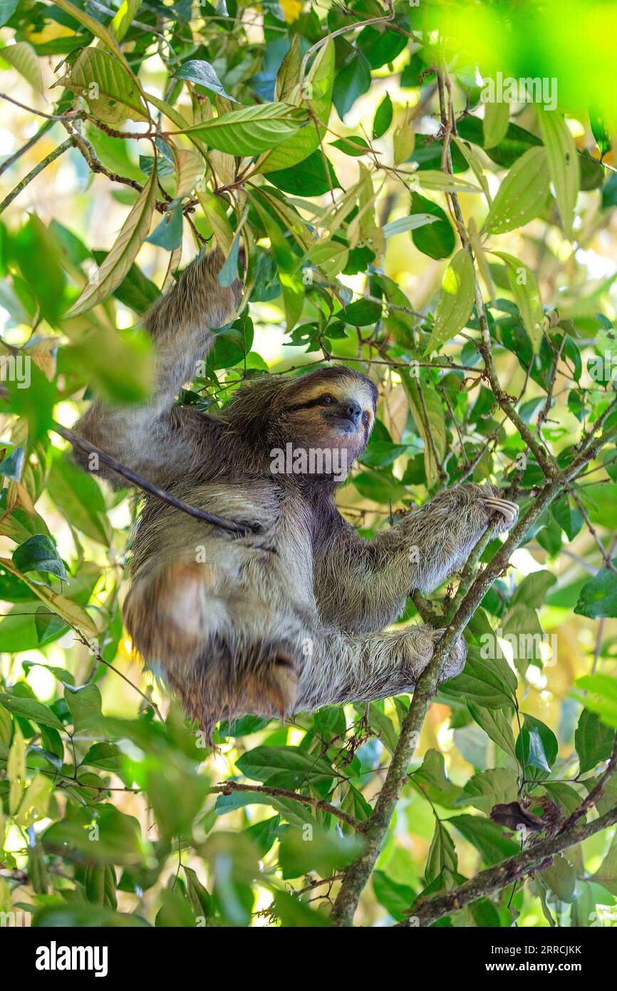 Discover the adorable brown-throated three-toed sloth from Costa Rica's lush rainforests. Its slow-paced charm captivates all. Stock Photo
