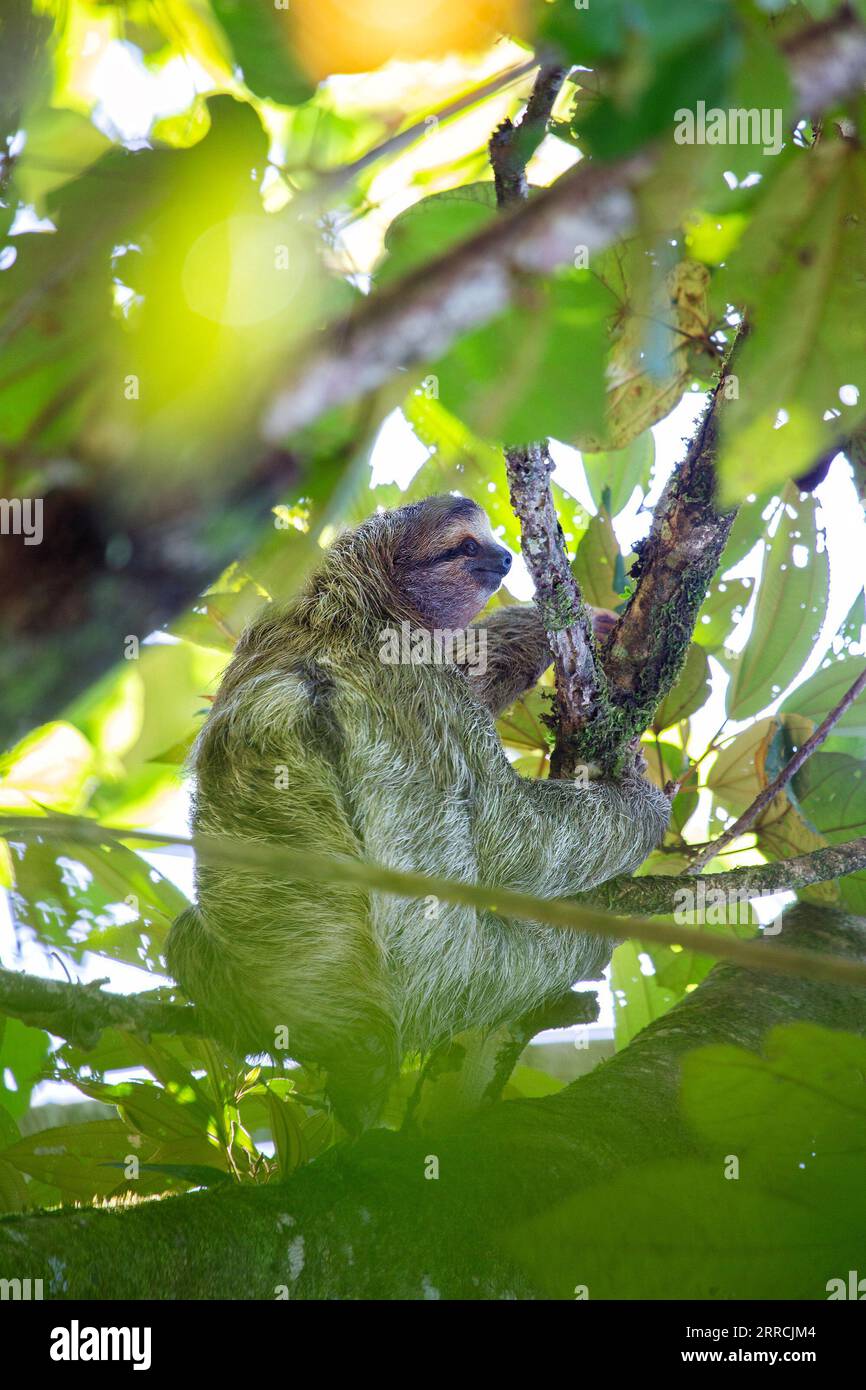 Discover the adorable brown-throated three-toed sloth from Costa Rica's lush rainforests. Its slow-paced charm captivates all. Stock Photo