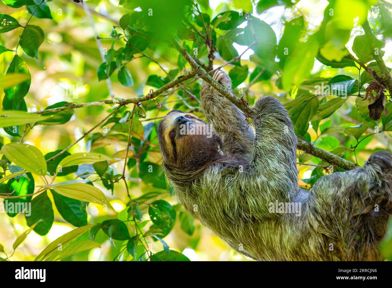 Discover the adorable brown-throated three-toed sloth from Costa Rica's lush rainforests. Its slow-paced charm captivates all. Stock Photo