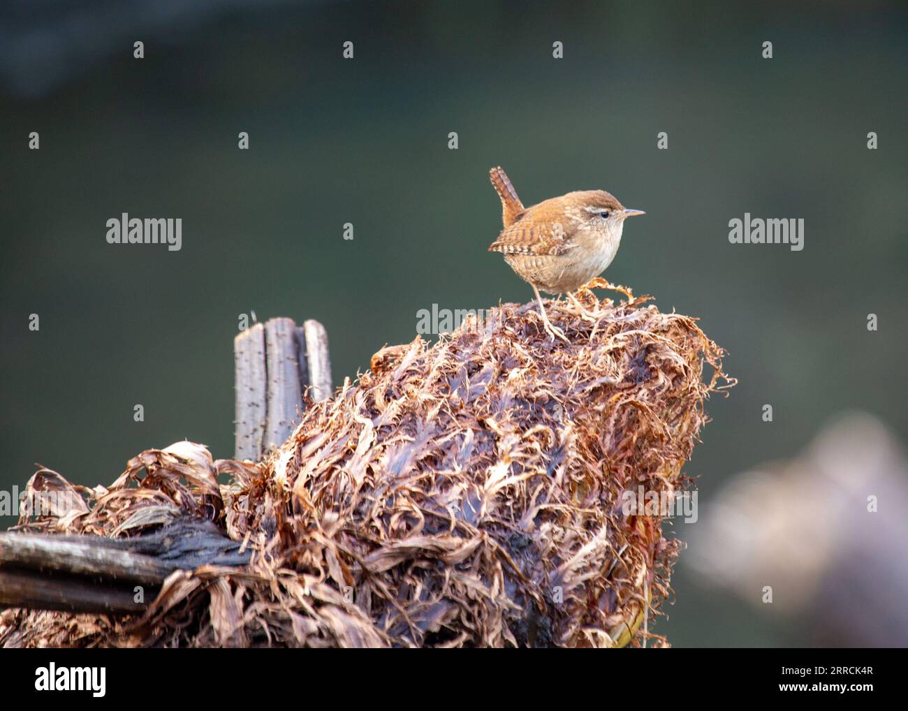 Discover the charming Eurasian Wren (Troglodytes troglodytes) from Dublin. This tiny bird, known for its melodious song, adds a touch of nature's beau Stock Photo