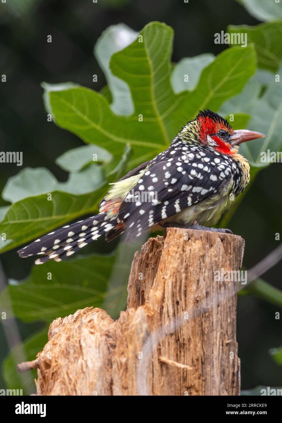 The Red and Yellow Barbet, Trachyphonus erythrocephalus, is a stunning bird native to Sub-Saharan Africa. Its vibrant colors and distinct call make it Stock Photo