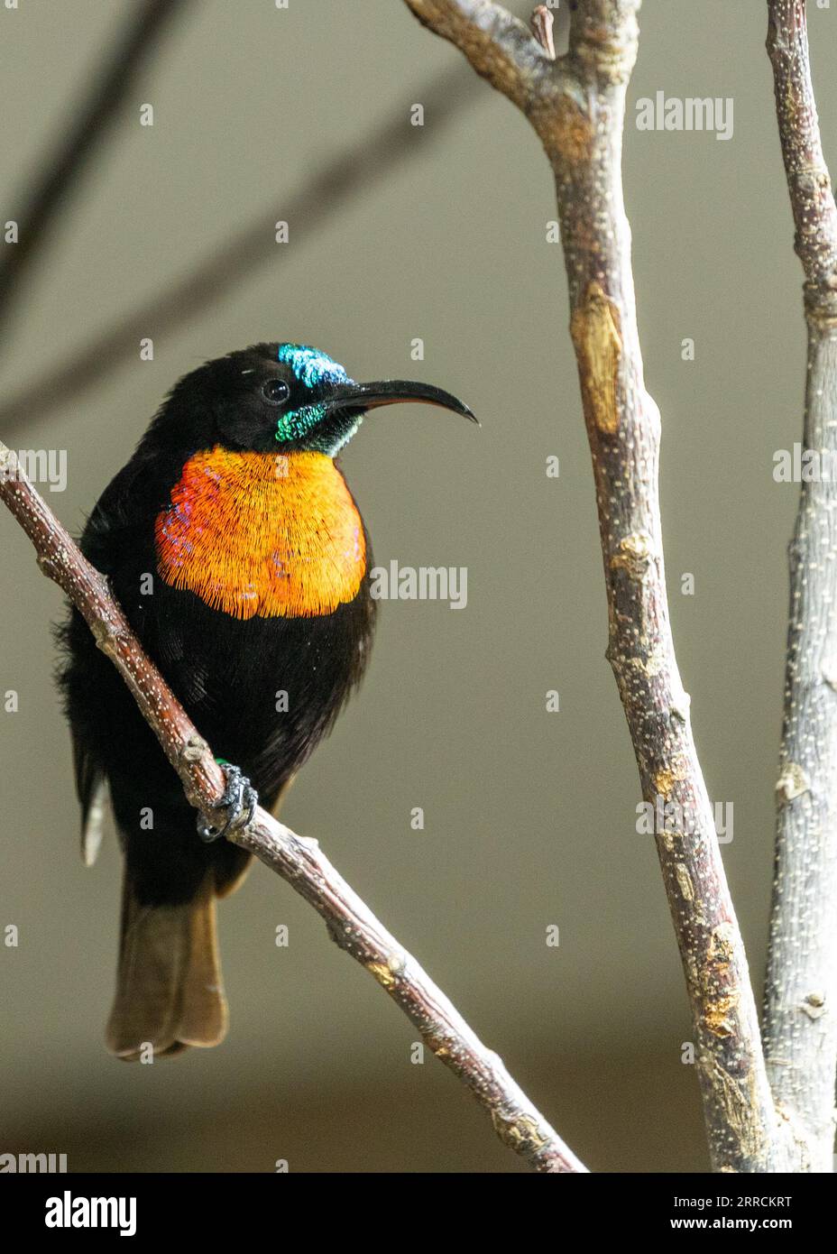 The Scarlet-Chested Sunbird, native to sub-Saharan Africa, boasts vibrant plumage and feeds on nectar among blossoms. Stock Photo