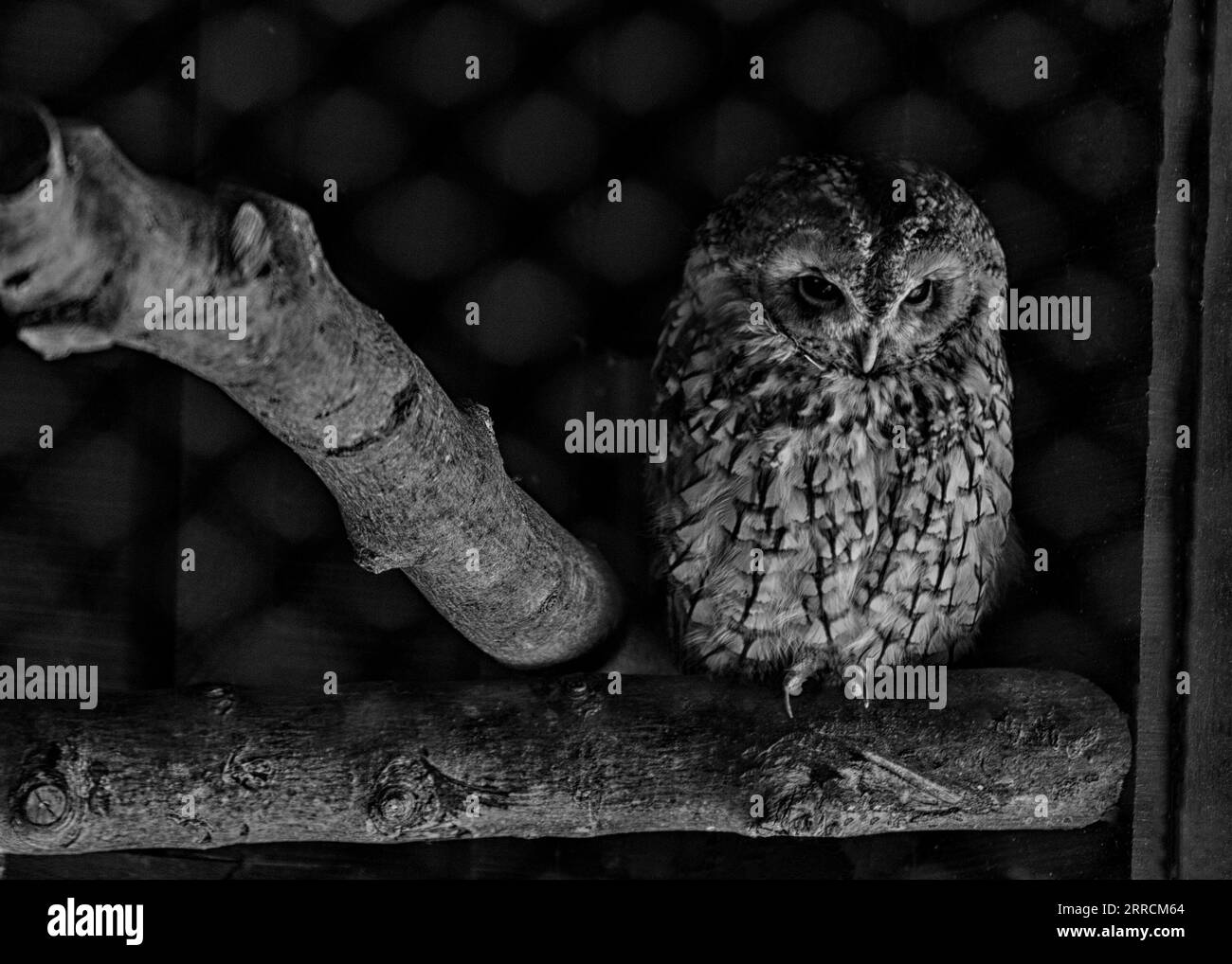 The Tawny Owl, scientifically known as Strix aluco, is a charismatic bird found throughout Europe, Asia, and parts of North Africa. With its russet-br Stock Photo