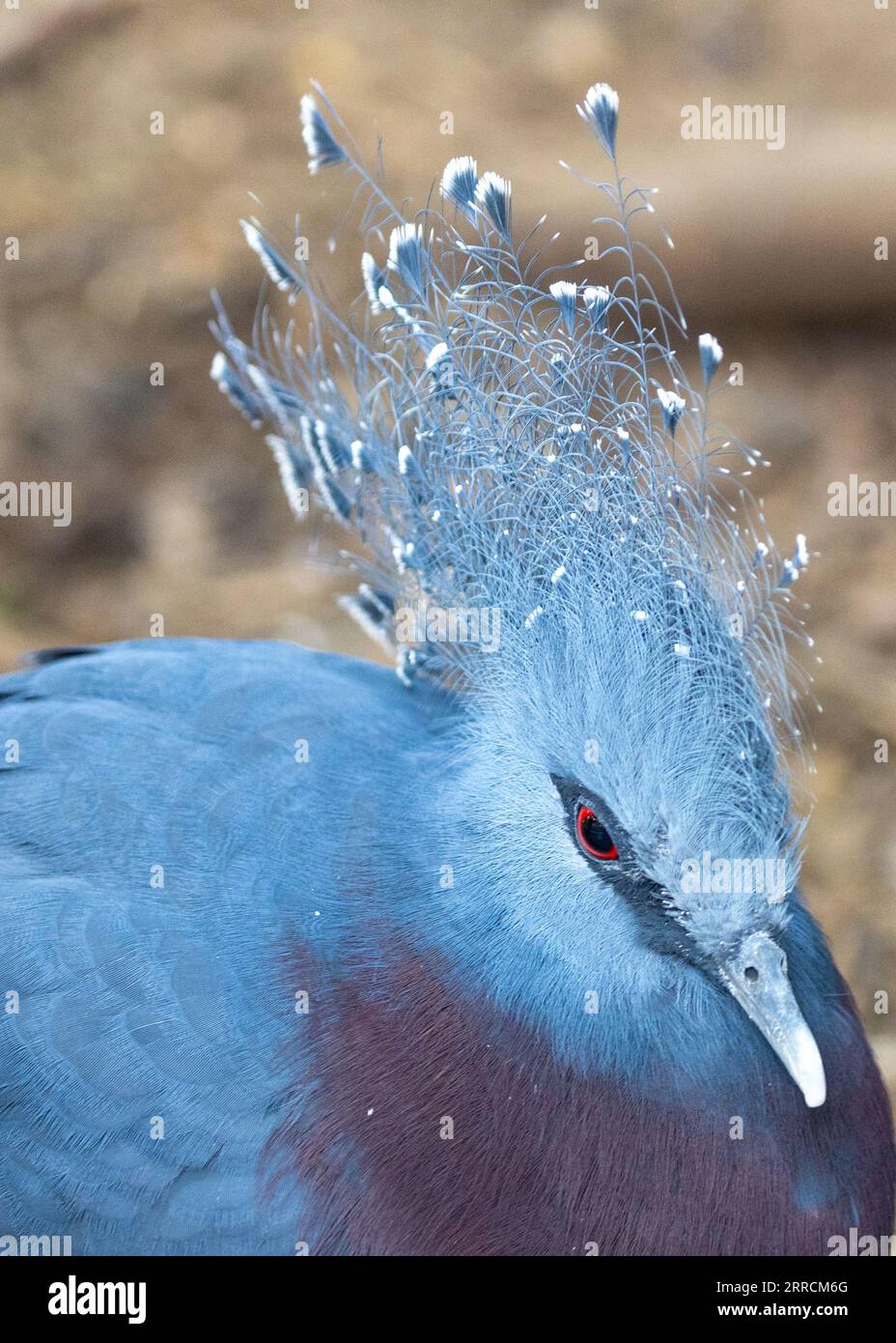Behold the majestic Victoria Crowned Pigeon, Goura victoria, native to the dense rainforests of Papua New Guinea. Its regal appearance and vibrant blu Stock Photo