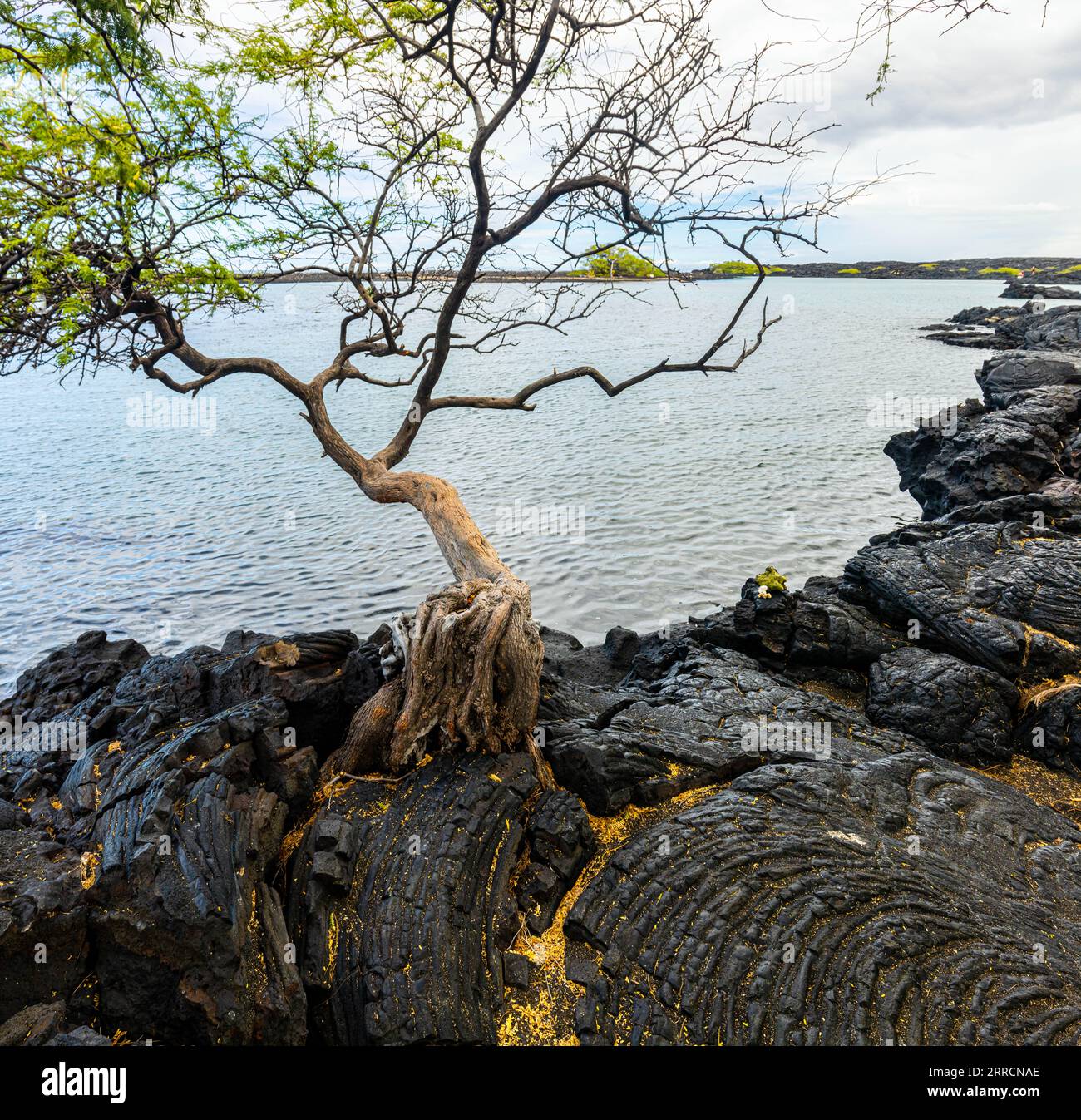 Kiawe Tree Growing in Lava Field on The Shore of Kiholo Bay Lagoon, Hawaii Island, Hawaii, USA Stock Photo