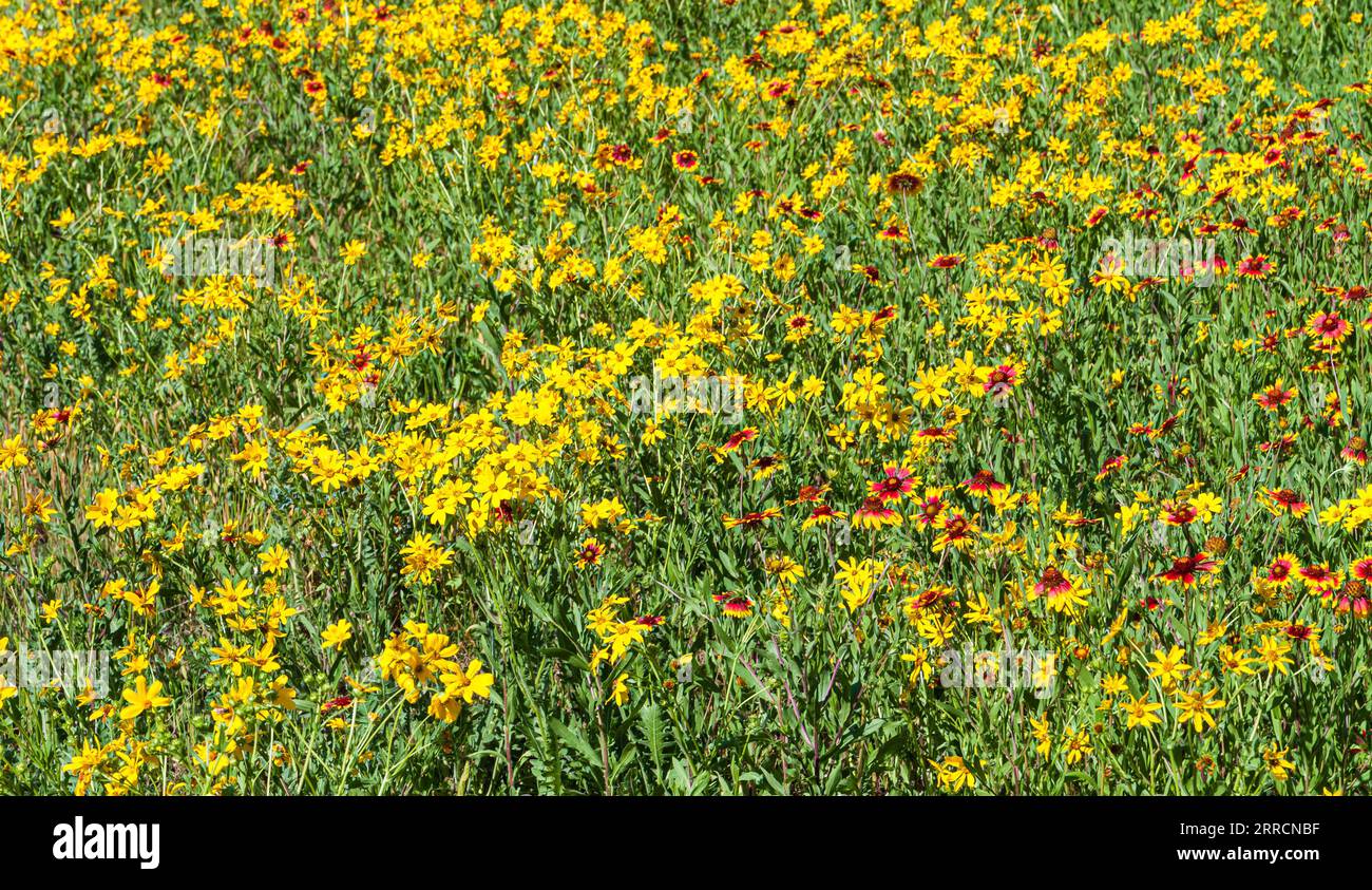 Indian Blankets and Plains Coreopsis on The Banks of The Blanco River, Blanco State Park, Blanco, Texas, USA Stock Photo