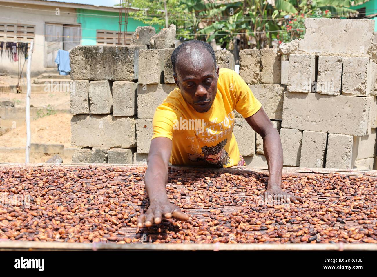 211117 GHANA, Nov. 17, 2021 A Ghanaian farmer dries cocoa beans
