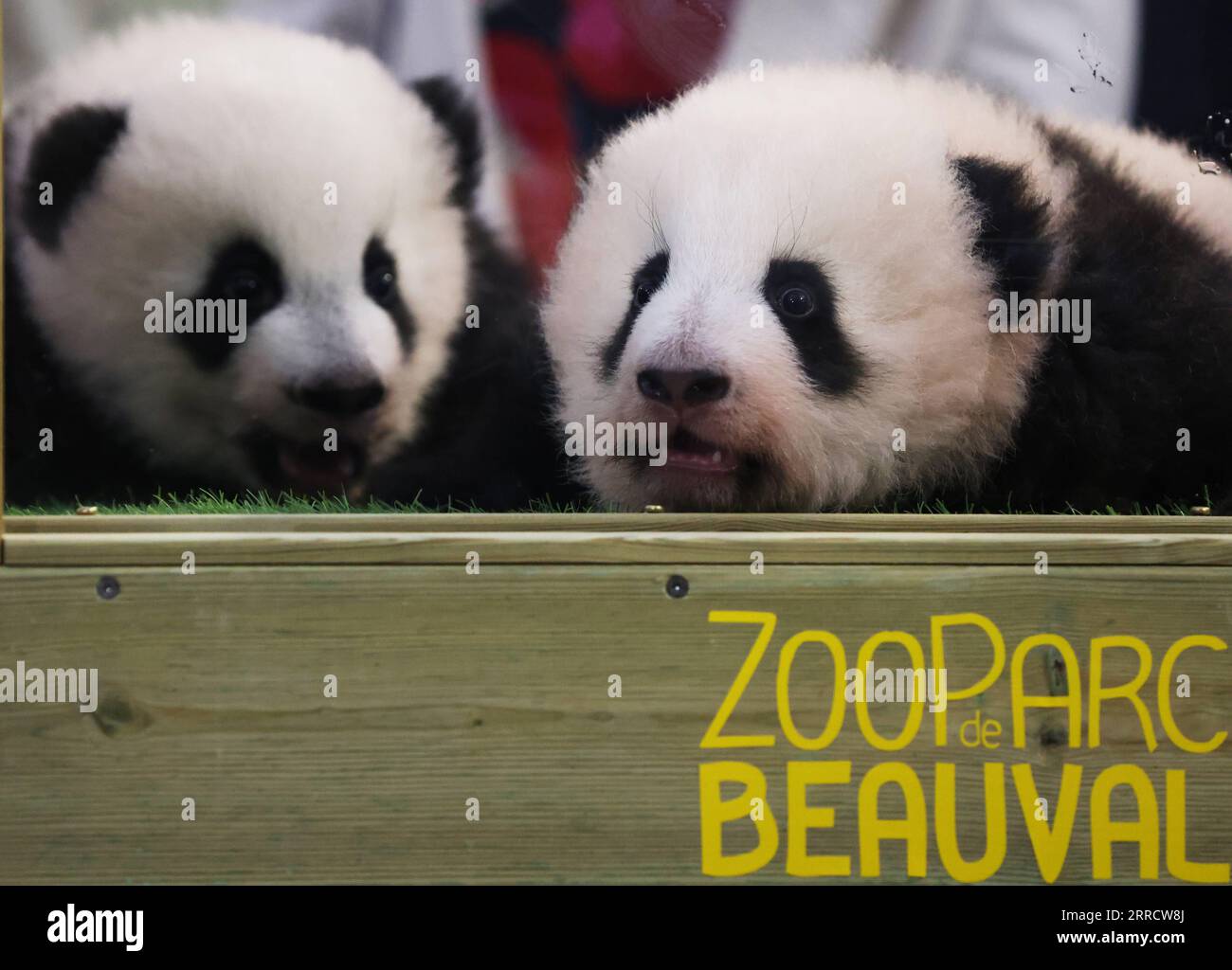 211119 BEAUVAL, Nov. 19, 2021 The panda twin cubs are seen during(01)