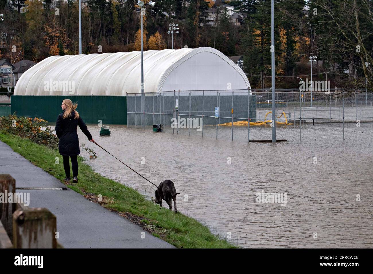 211119 -- ABBOTSFORD, Nov. 19, 2021 -- A woman walks a dog along a flooded baseball diamond in Abbotsford, Canada, Nov. 18, 2021. Incessant rainfall in the British Columbia brought floods to Abbotsford and the Fraser Valley that resulted in the provincial premier declaring a state of emergency. Photo by /Xinhua CANADA-ABBOTSFORD-FLOOD AndrewxSoong PUBLICATIONxNOTxINxCHN Stock Photo