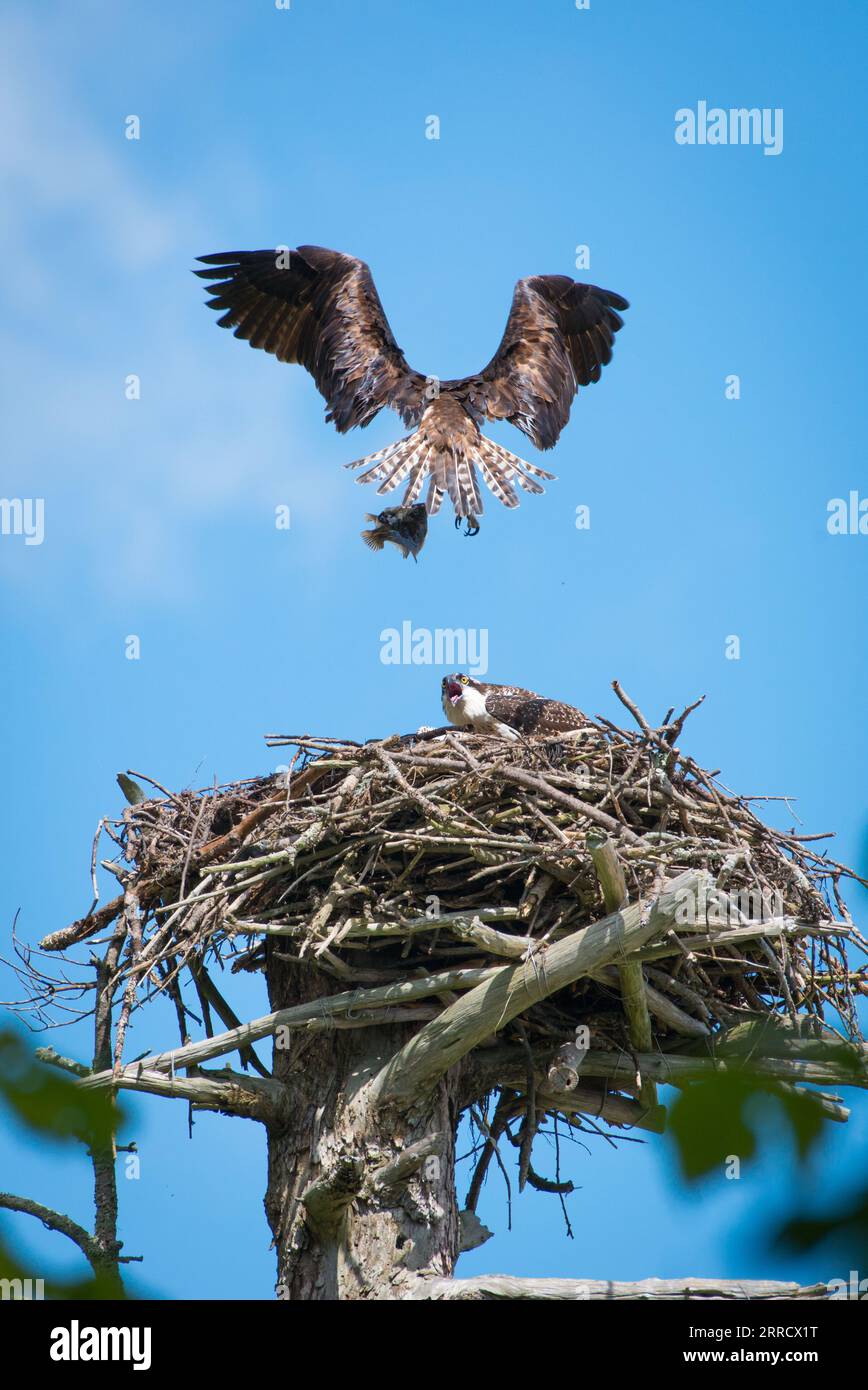 A mother Osprey, back view & wings spread, brings a fish to her offspring in the nest, Wolfe's Neck Woods State Park, Maine, USA Stock Photo