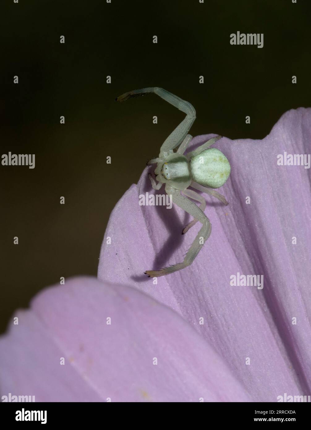 Green Crab Spider on Pink Cosmos Daisy Stock Photo