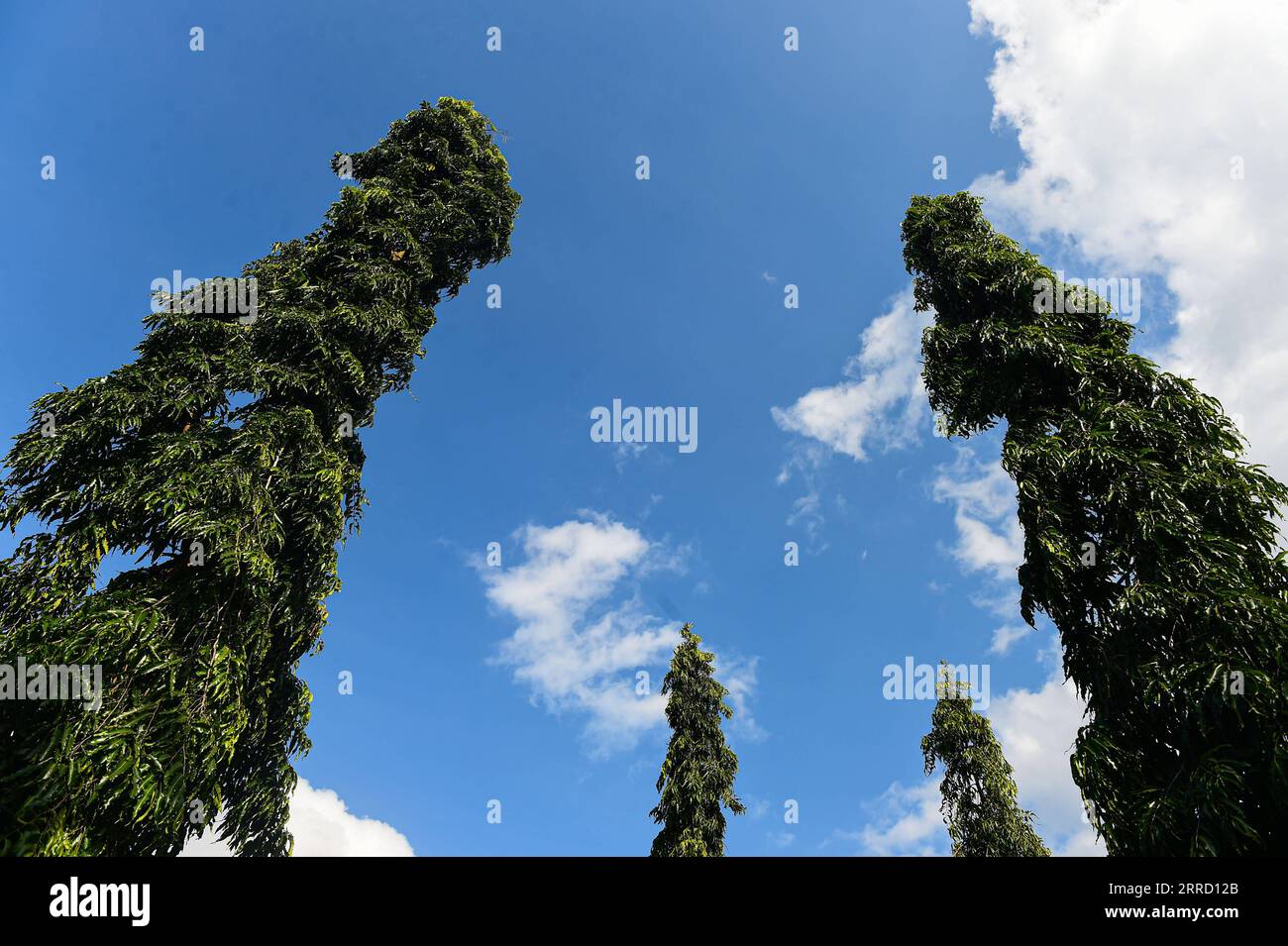 Polyalthia hi-res stock photography and images - Alamy