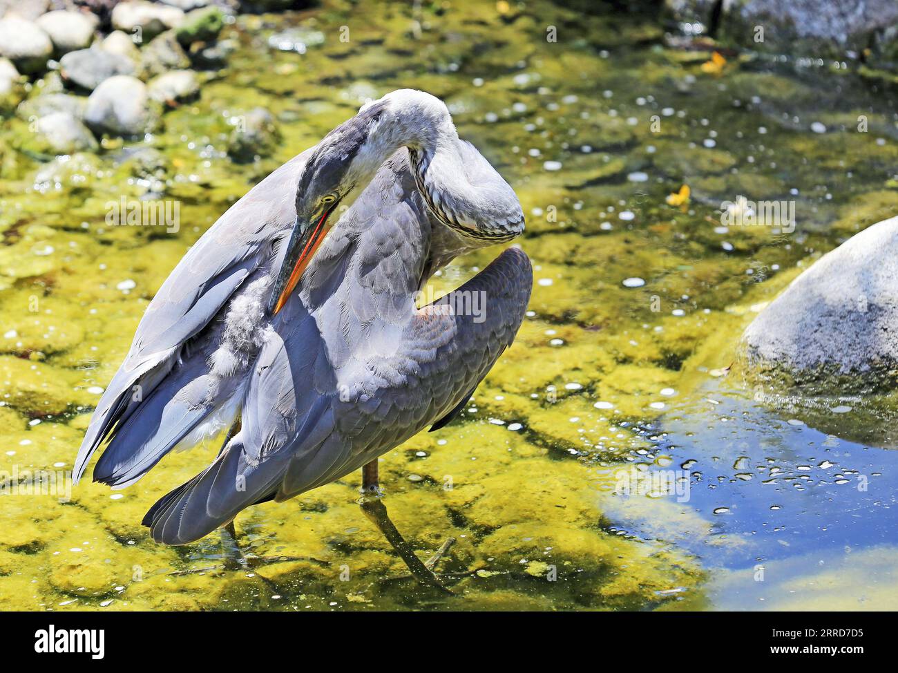 Heron cleaning feathers - Great Blue Heron Stock Photo