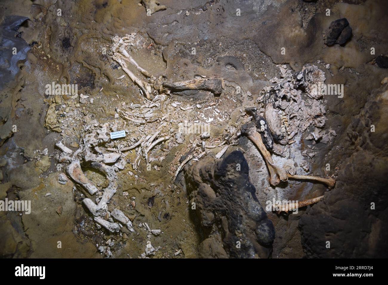 Two Fossils Hi-res Stock Photography And Images - Alamy