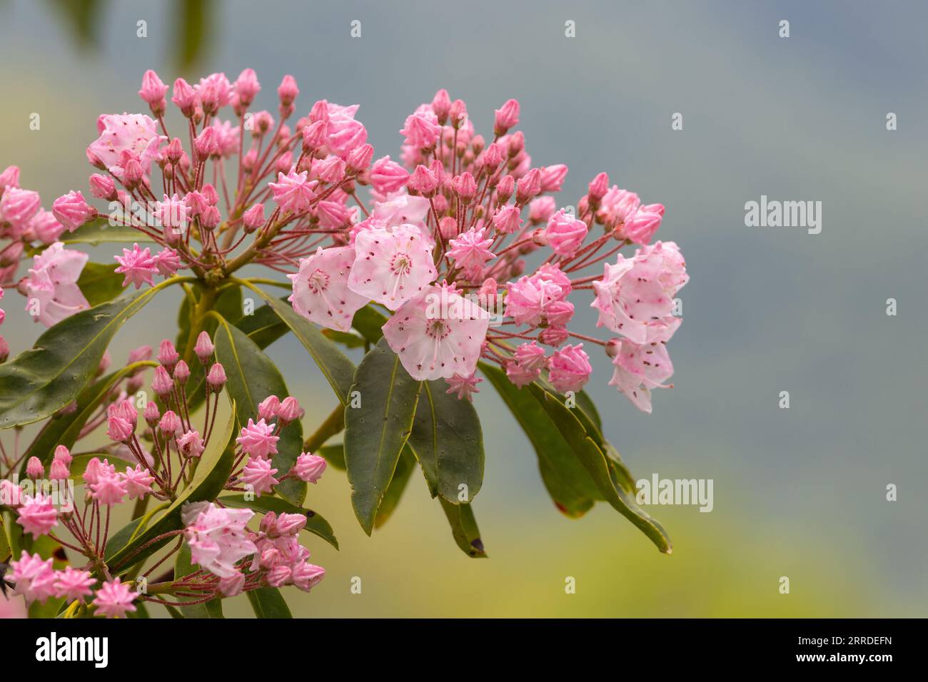 close-up of pinkish mountain laurel beginning to bloom with its hexagonal flowers and a beautiful softly blurred background. Stock Photo