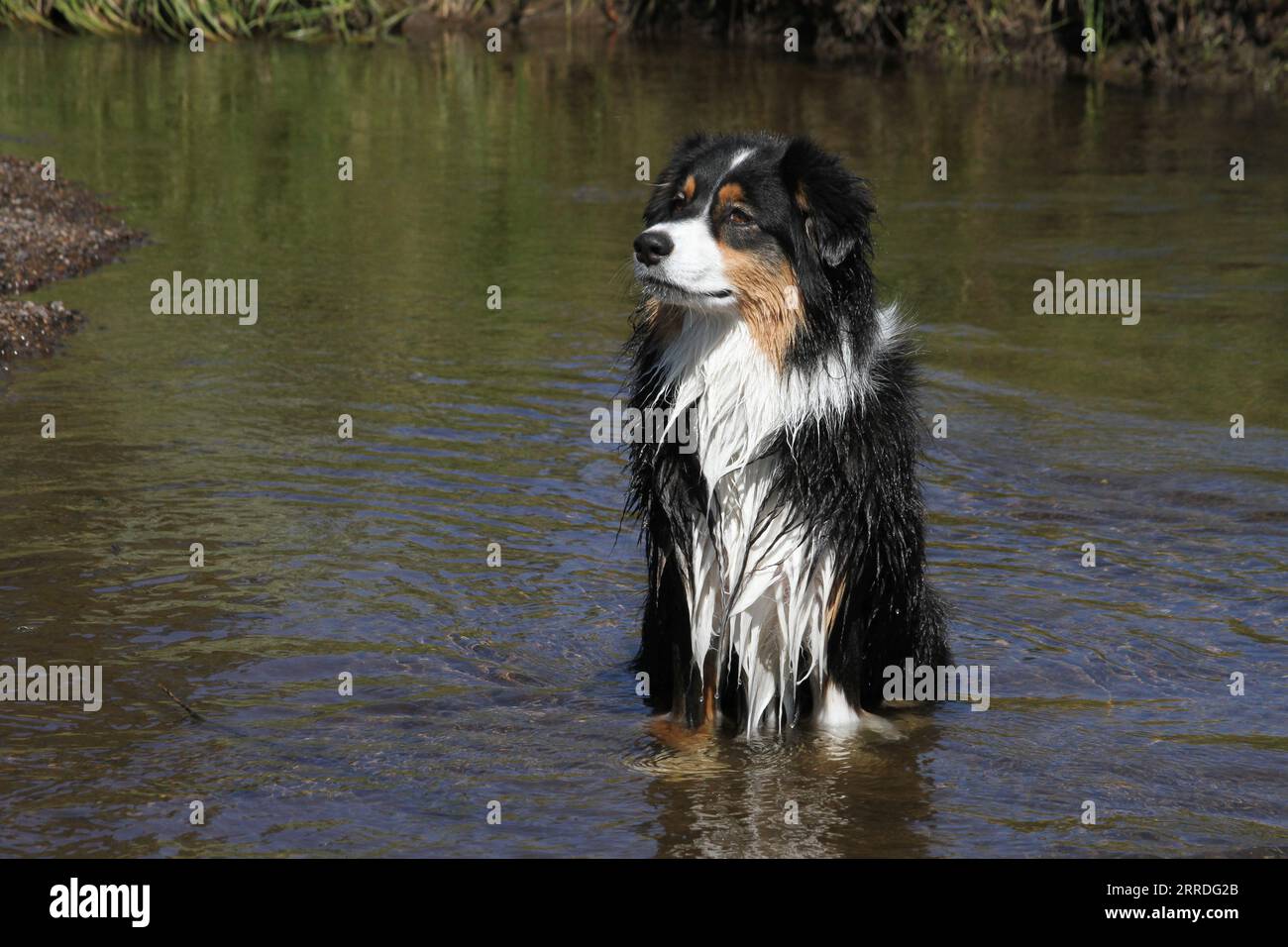 Australian Shepherd sitting in river Stock Photo