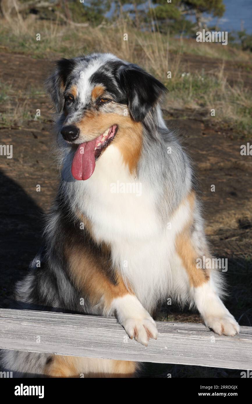Australian Shepard standing with paws up on fence. Stock Photo