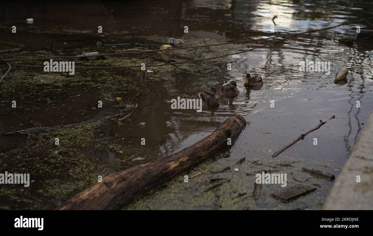Ducks swim in dirty city river,reservoir,lake,plastic bottles in water