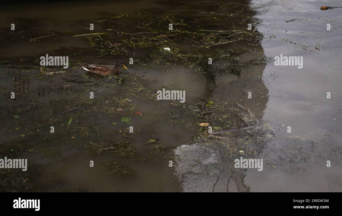 Ducks swim in dirty city river,reservoir,lake,plastic bottles in water