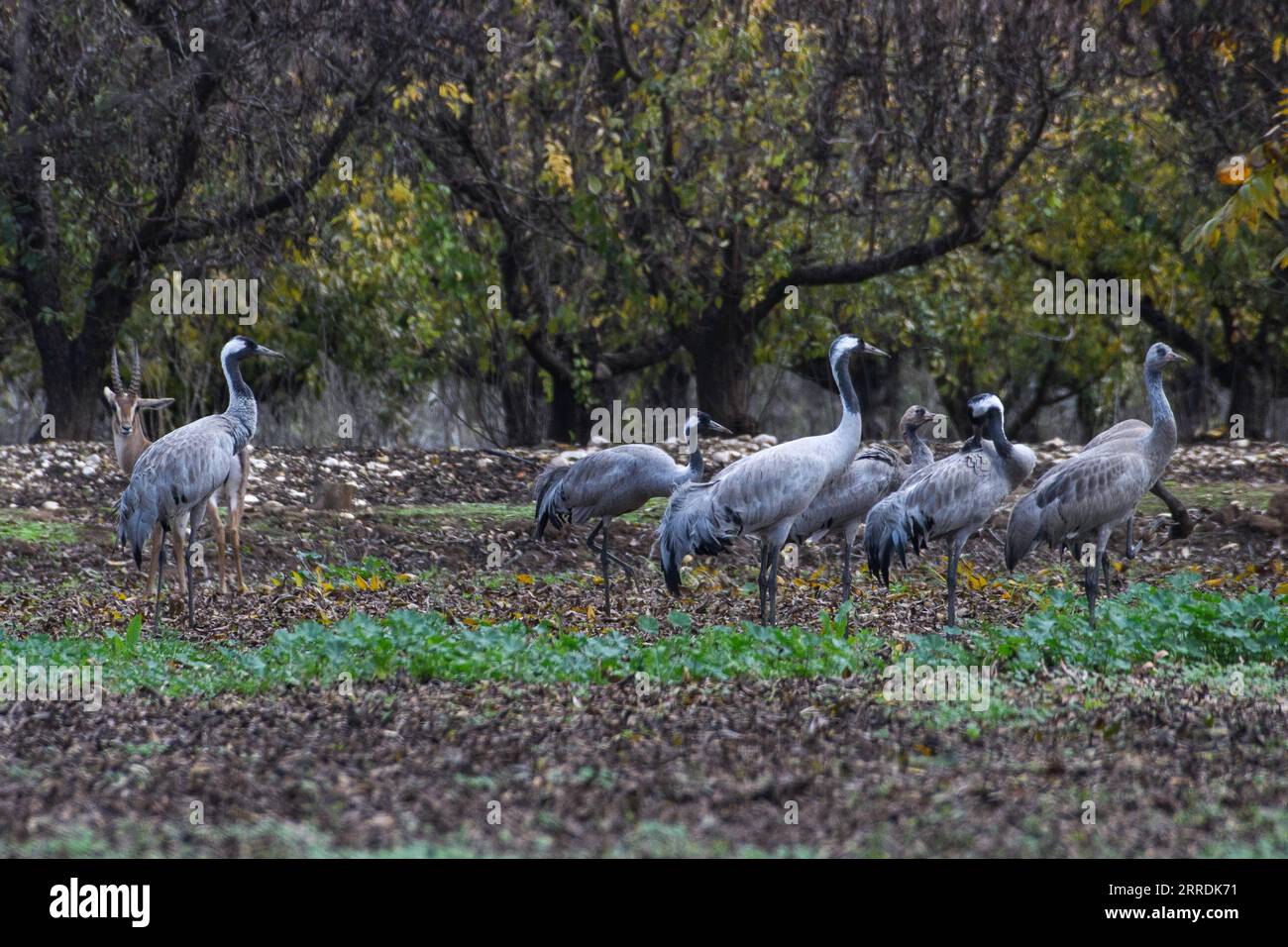211230 -- HULA VALLEY, Dec. 30, 2021 -- A flock of cranes are seen in the Hula Valley in northern Israel, on Dec. 30, 2021. The Hula Nature Reserve and Hula Lake park have been closed to the public to prevent the spread of pathogenic H5N1 avian influenza, according to local media.  via Xinhua ISRAEL-HULA VALLEY-BIRD FLU AyalxMargolin/JINI PUBLICATIONxNOTxINxCHN Stock Photo