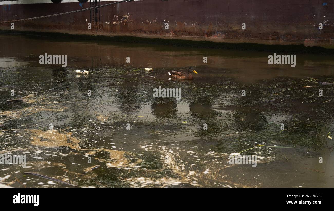 Ducks swim in dirty city river,reservoir,lake,plastic bottles in water